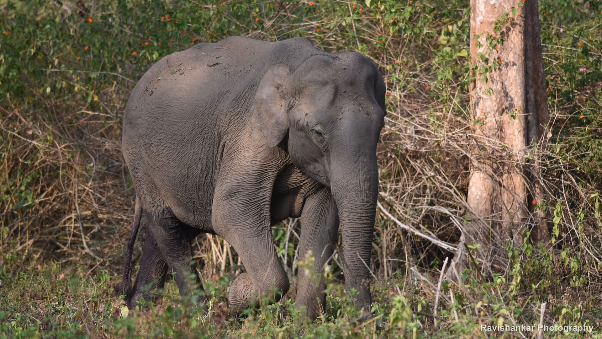 Asian Elephant, young elephant walking out of the undergrowth — Kabini, Karnataka, Jan 2016