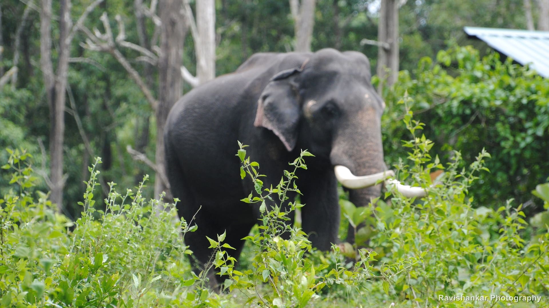 Asian Elephant, tusker standing in the bushes — Parambikulam Tiger Reserve, Kerala, Sep 2015