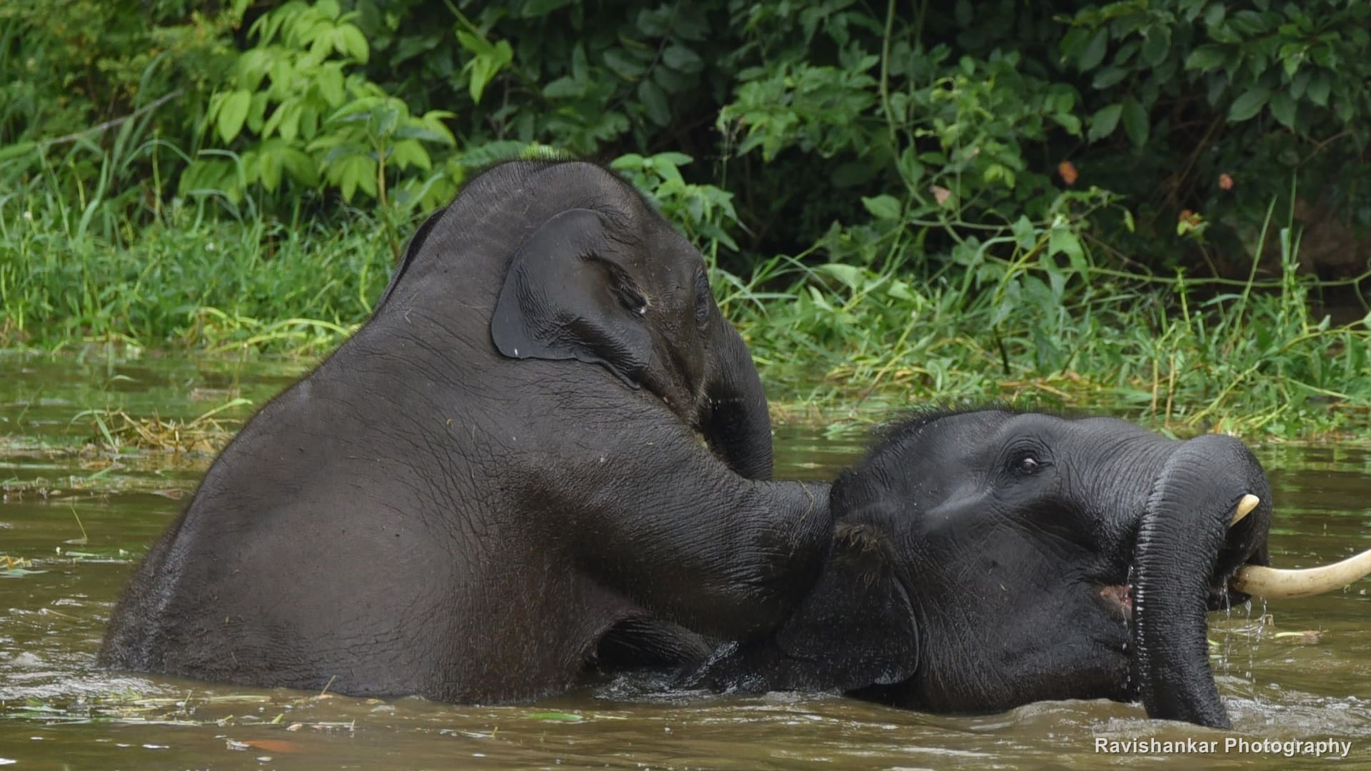 Asian Elephant, calf playing with its mother in the water — T G Halli Reservoir, Karnataka, Aug 2016