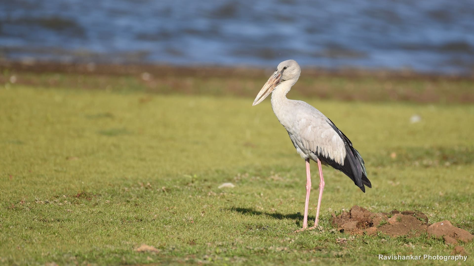 Storks