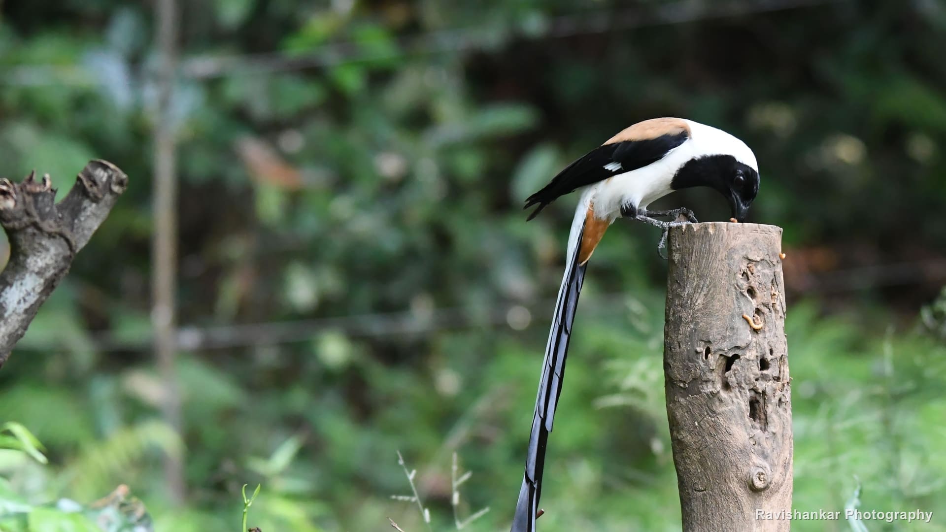 Flycatchers