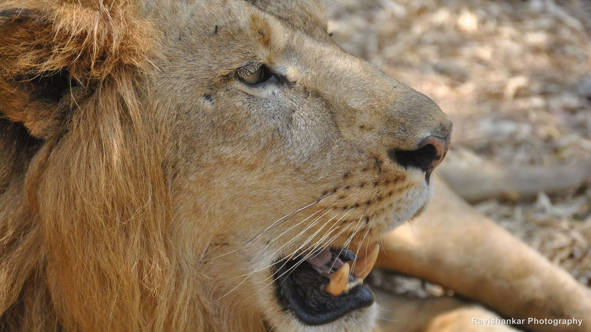Asiatic Lion, close portrait, mouth open — Bannerghatta Biological Park, Bengaluru, Karnataka, Apr 2014