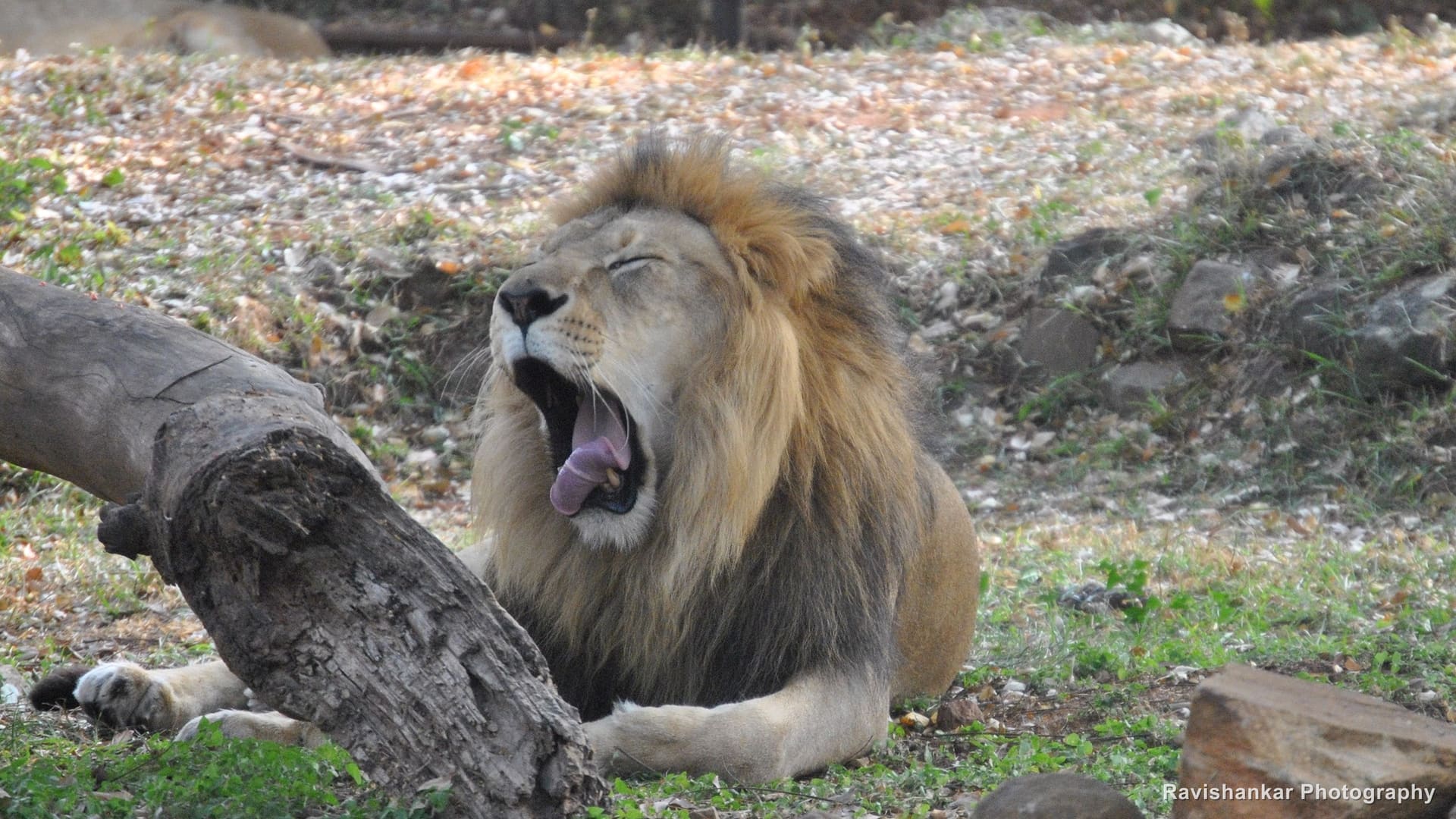 Lions