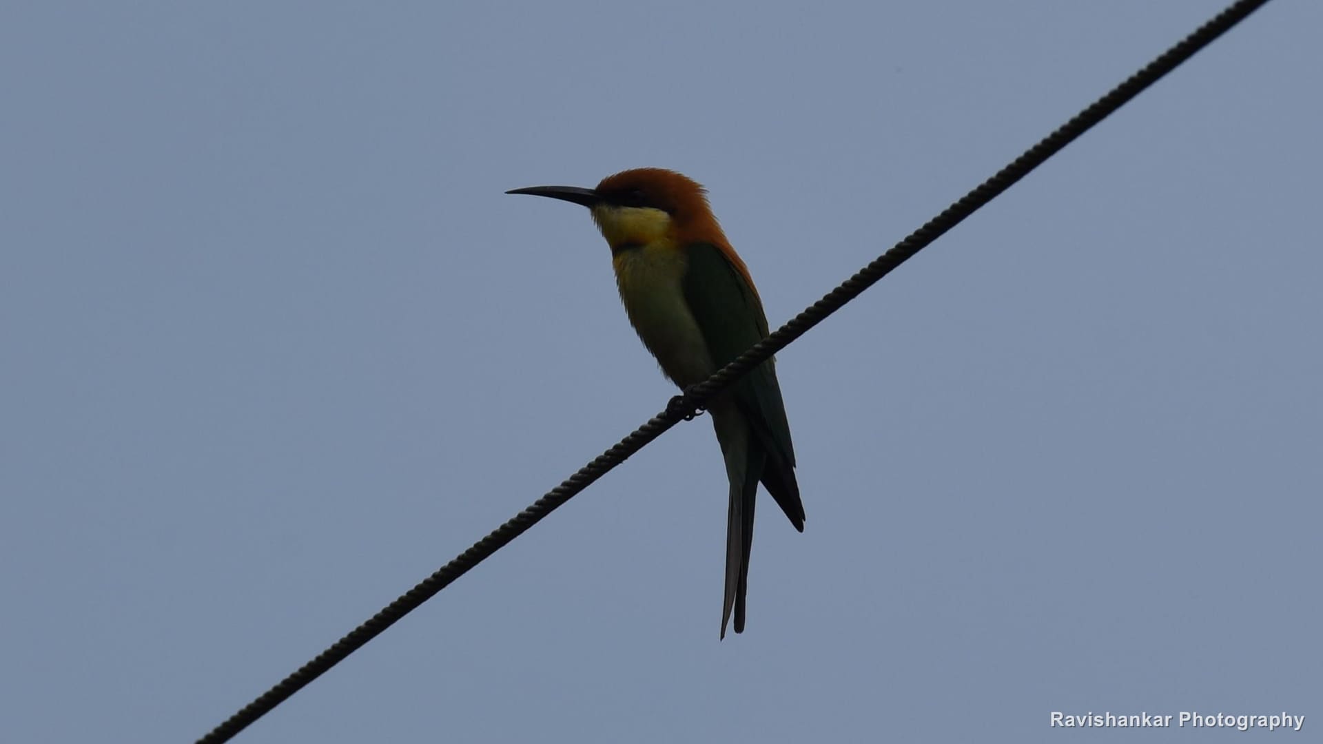 Bee-eaters