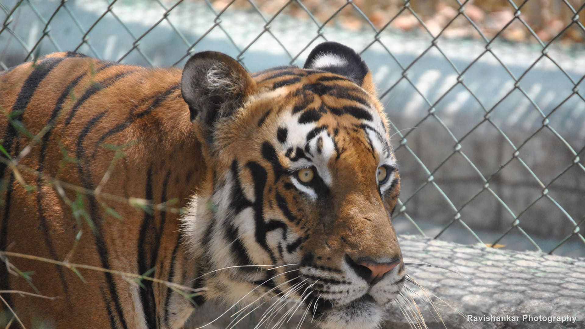 Bengal Tiger, fence behind, face clear — Bannerghatta Biological Park, Bengaluru, Karnataka, Apr 2014