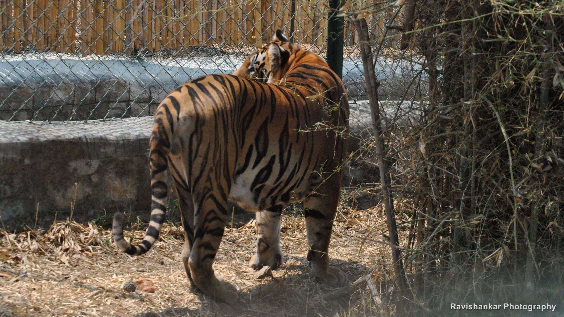 Bengal Tiger, tiger turning its head, stripes in the shade — Bannerghatta Biological Park, Bengaluru, Karnataka, Apr 2014