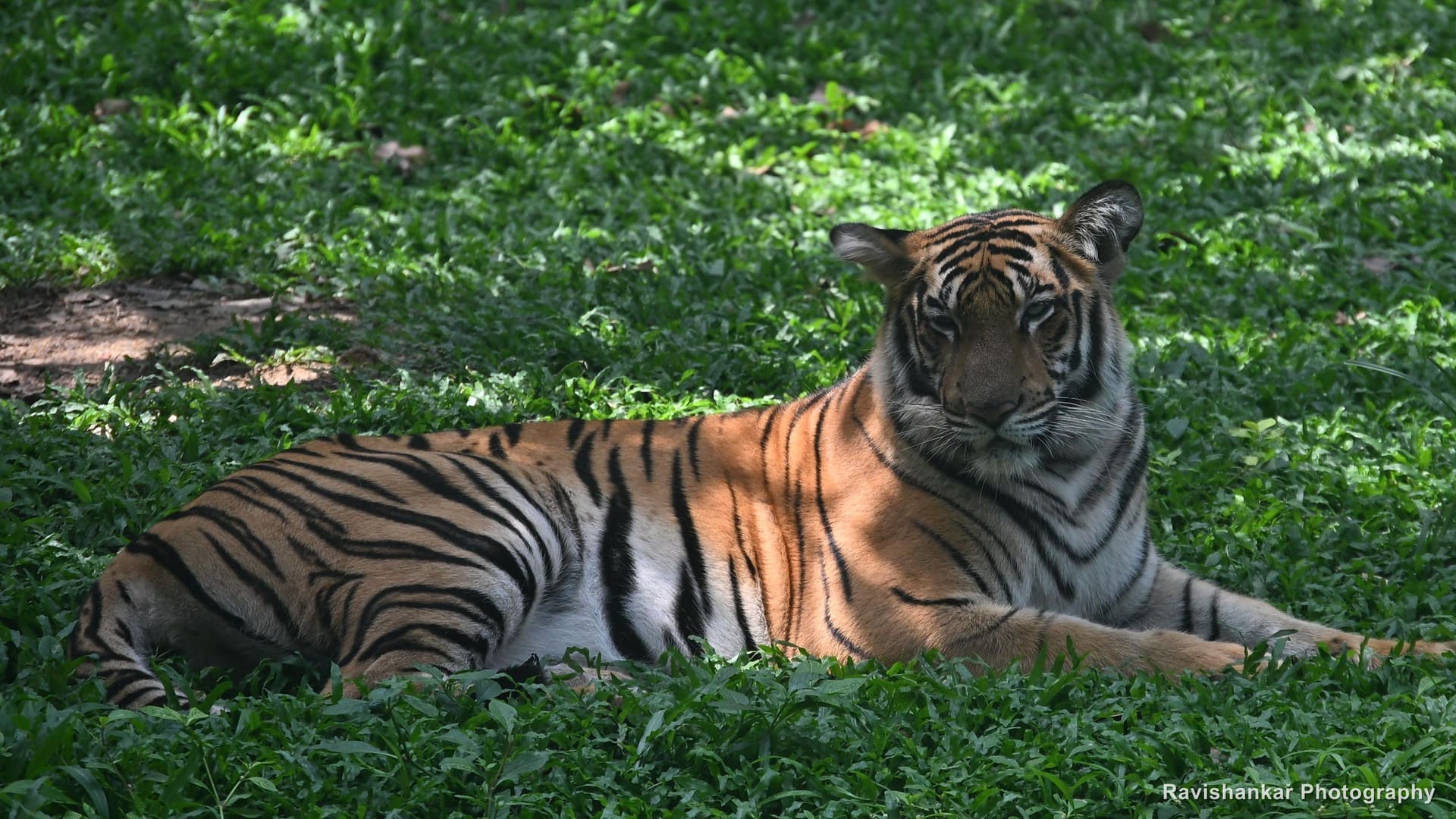 Bannerghatta Biological Park, Bengaluru, Karnataka