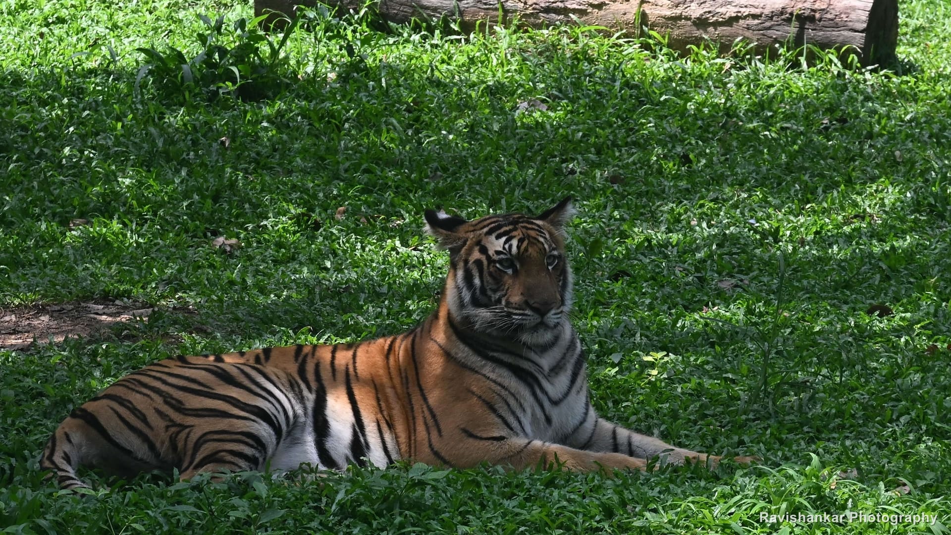 Bengal Tiger, tiger resting on a lawn — Bannerghatta Biological Park, Bengaluru, Karnataka, May 2026