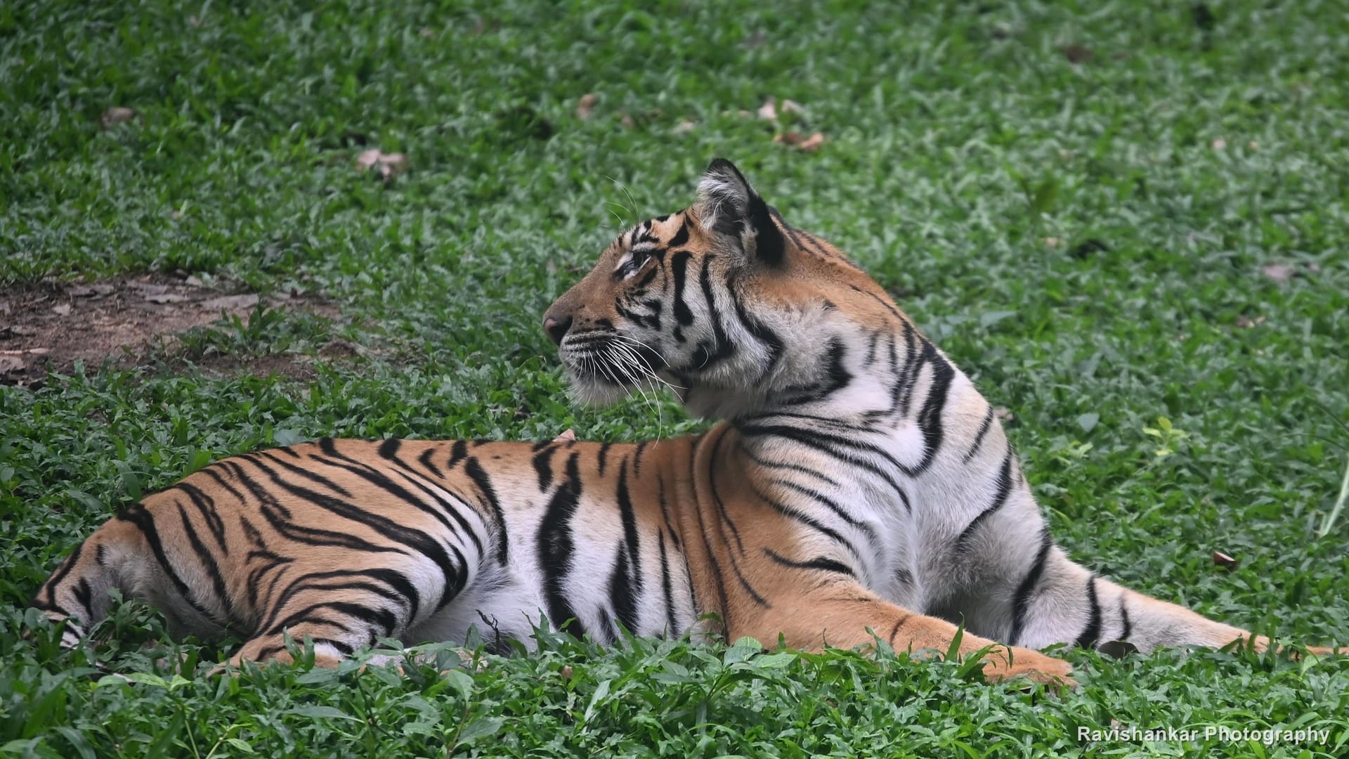 Bengal Tiger, tiger lying down, head turned left — Bannerghatta Biological Park, Bengaluru, Karnataka, May 2026