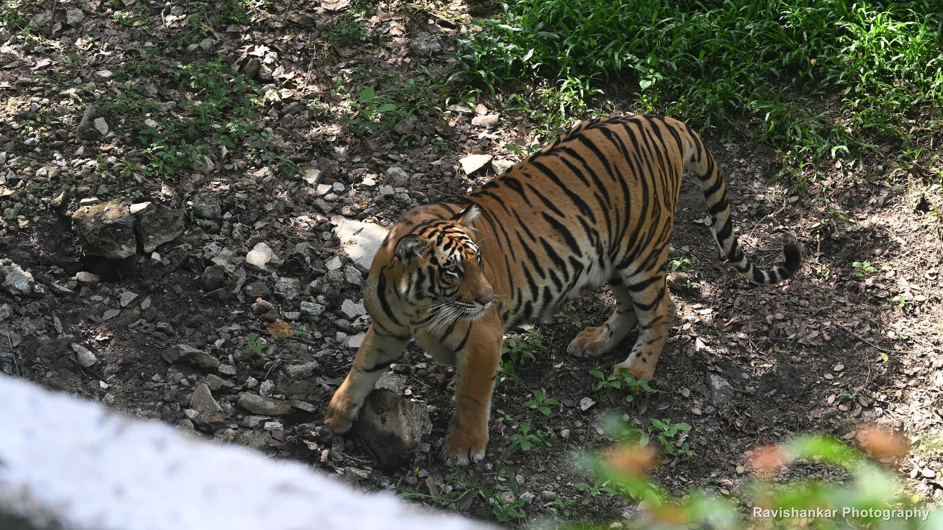 Bengal Tiger, tiger walking down a rocky slope — Bannerghatta Biological Park, Bengaluru, Karnataka, May 2026