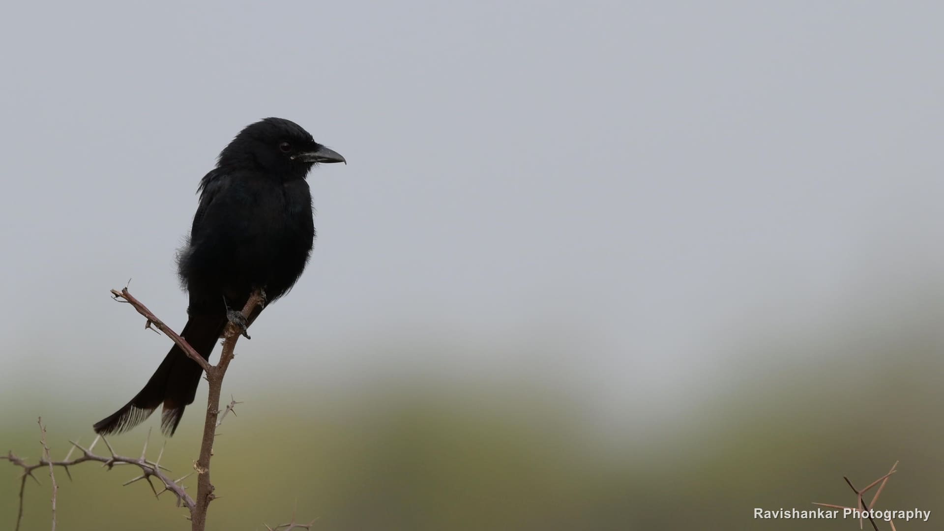 Black Drongo, perched on a thorny twig, soft background — Hoskote Lake, Bengaluru, Karnataka (place to confirm), Jul 2026