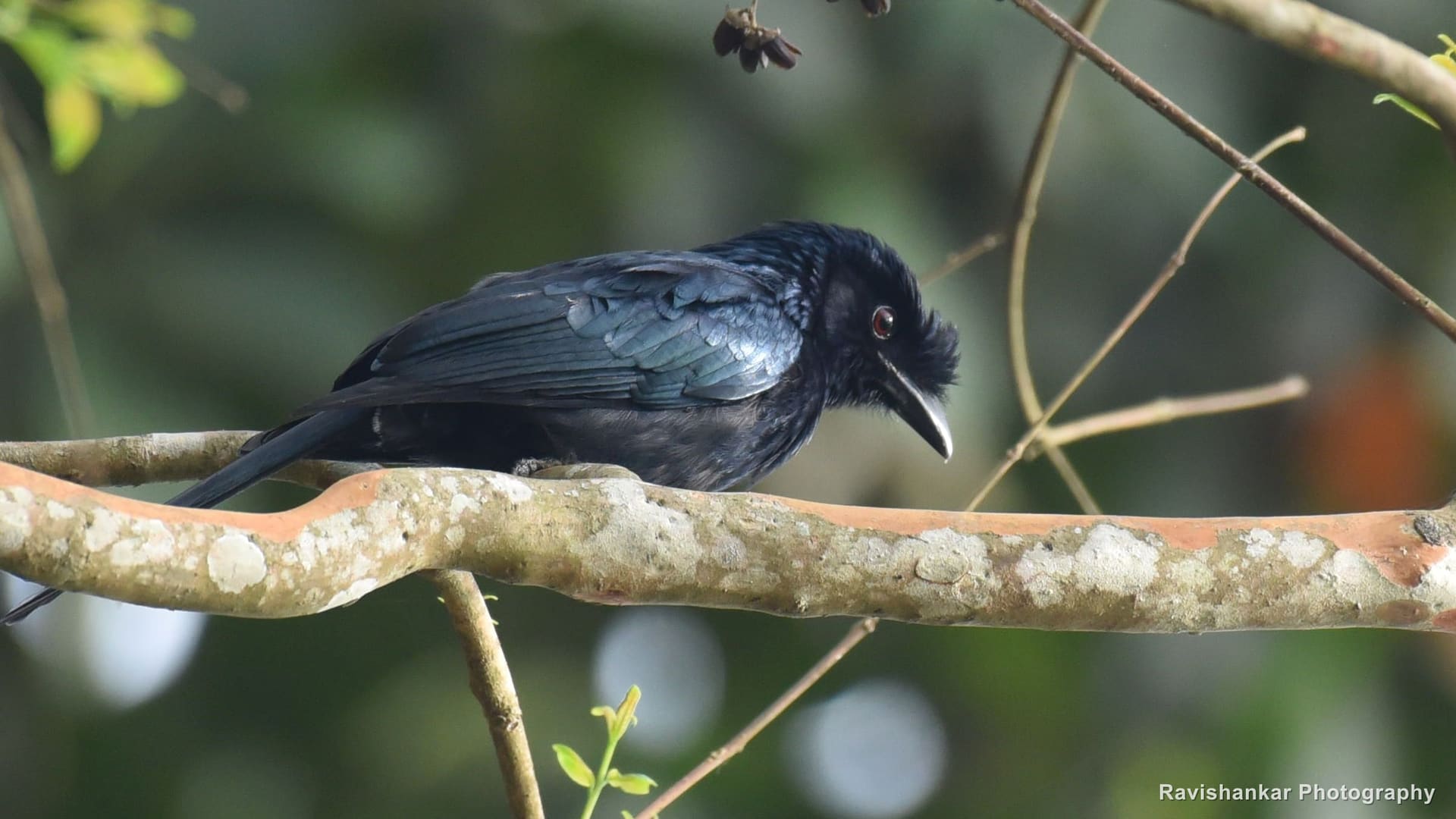Black Drongo, perched on a lichen-covered branch — Periyar Tiger Reserve, Kerala, Apr 2018