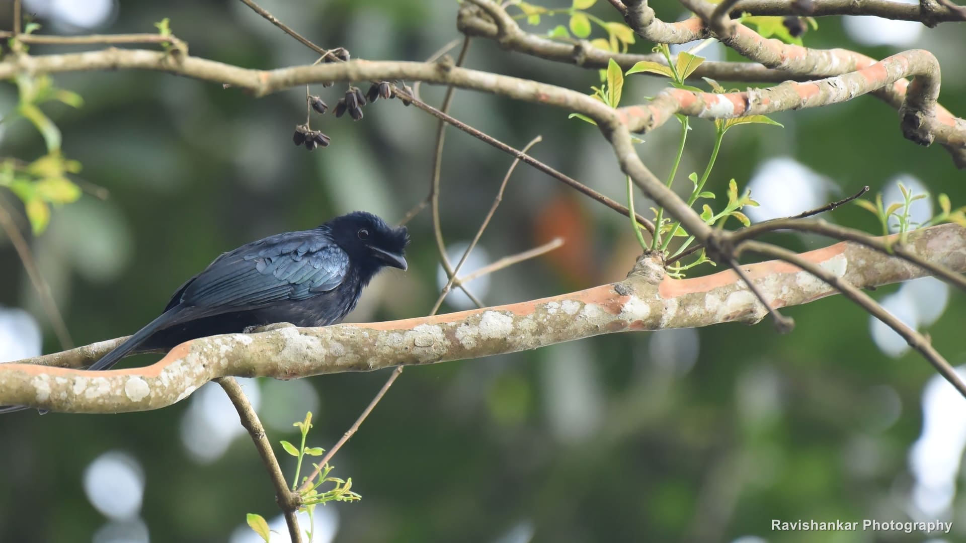 Black Drongo, perched on a branch — Periyar Tiger Reserve, Kerala, Apr 2018