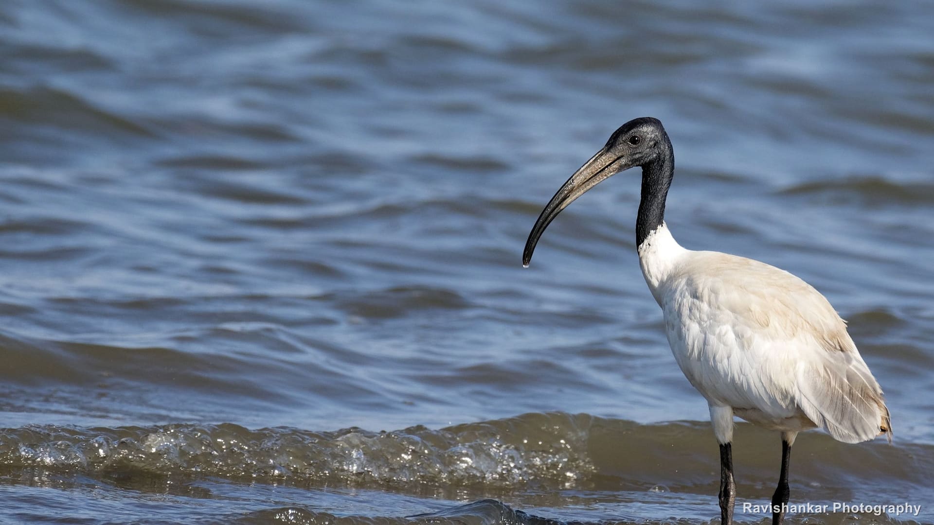 Ibises