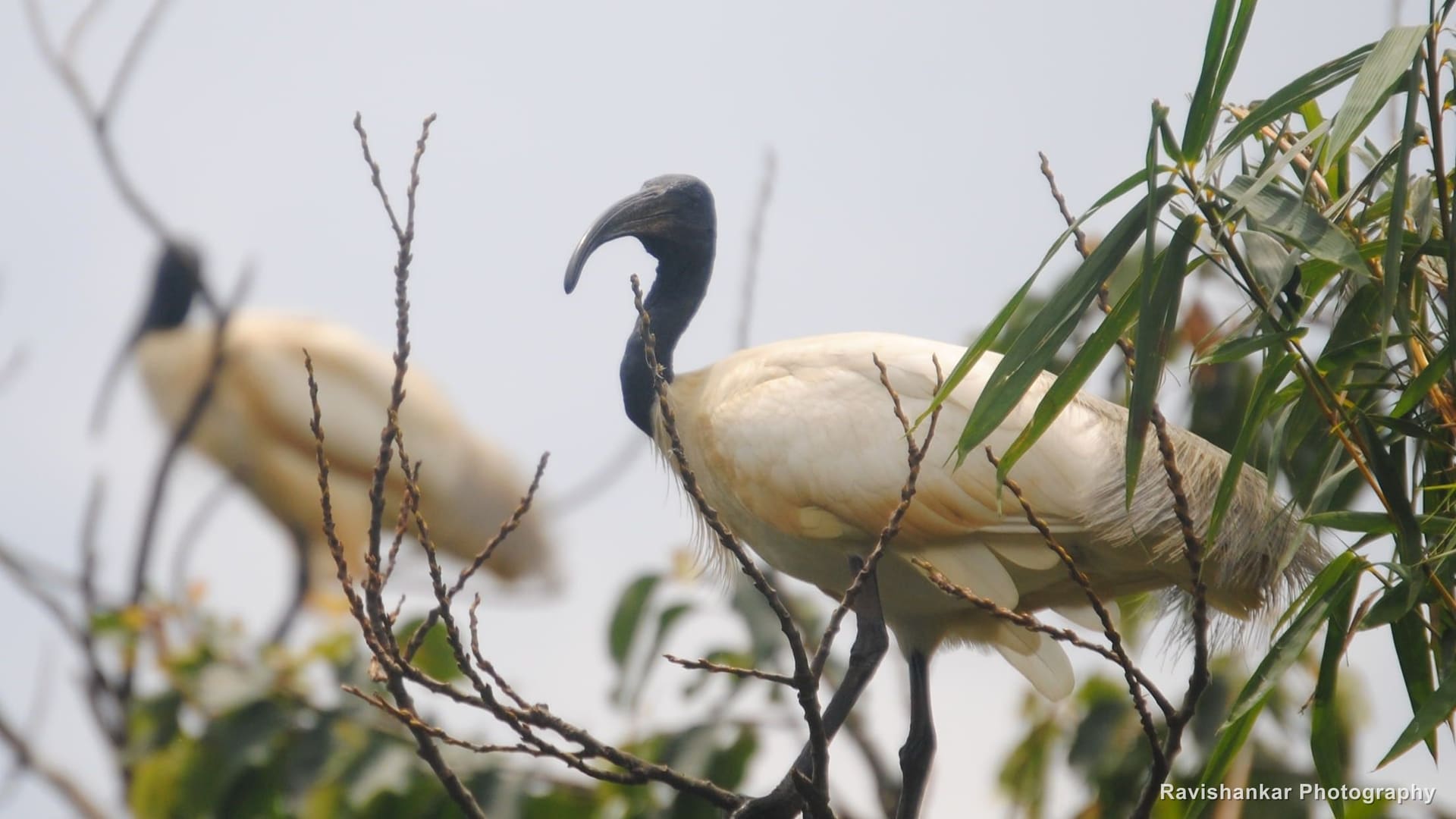 Black-headed Ibis, pair perched in a bamboo clump — Ranganathittu Bird Sanctuary, Karnataka, Aug 2015