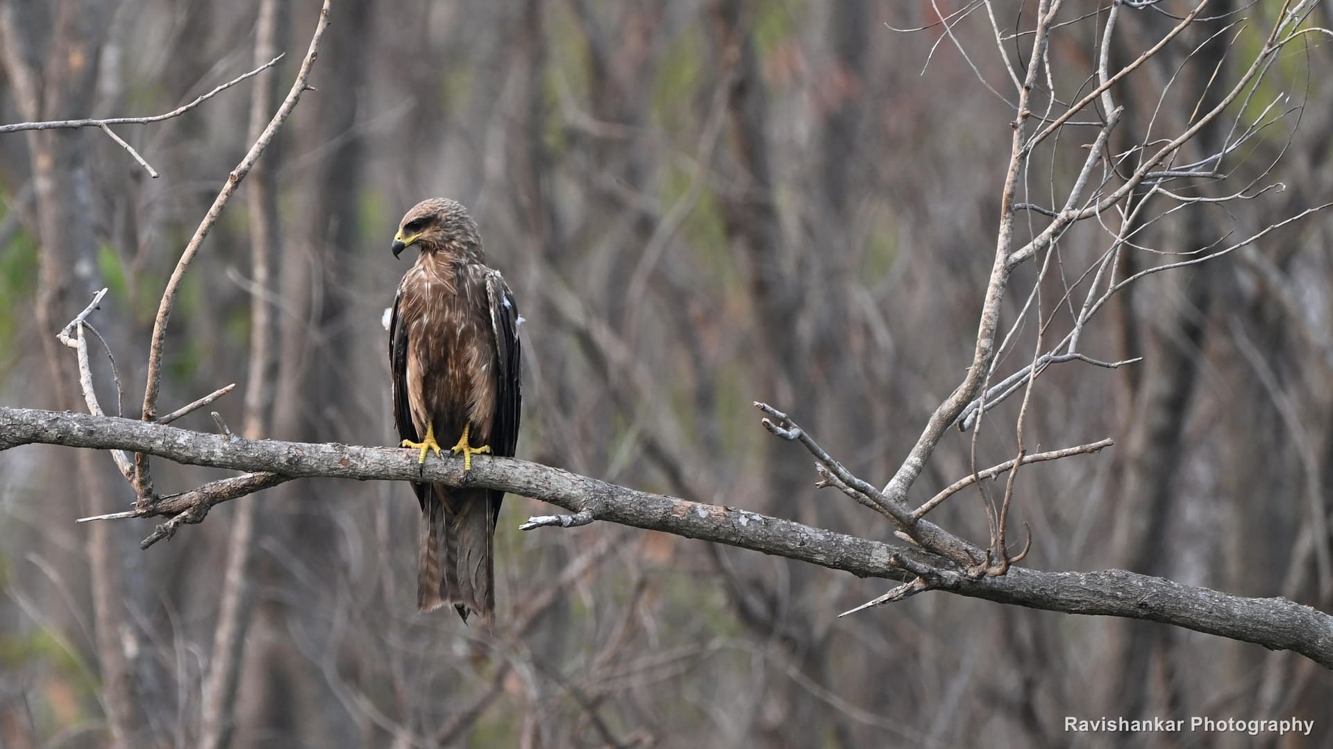 Black Kite, perched on a bare branch in a flooded thicket — Lake near Bengaluru, Karnataka (place to confirm), Apr 2026