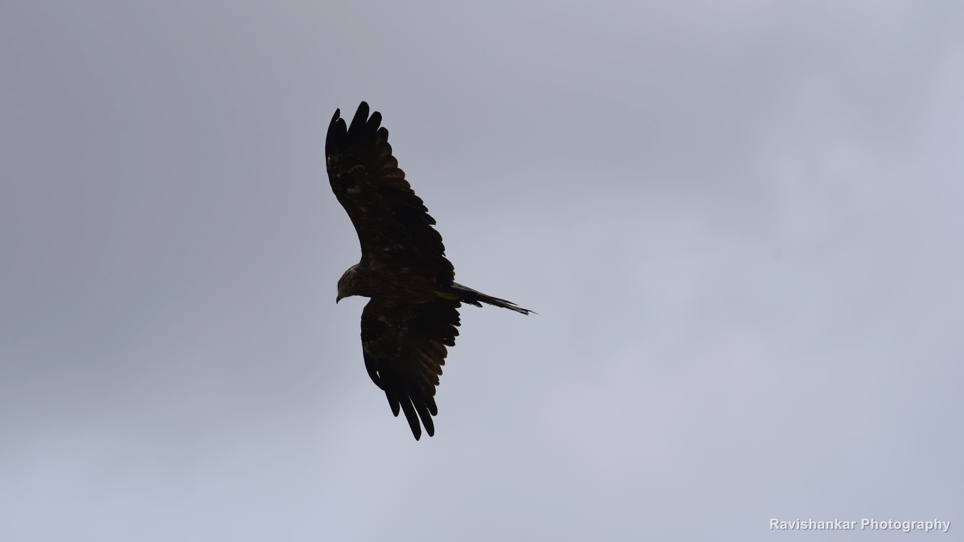 Black Kite, in flight, wings raised high against a grey sky — Hesaraghatta Lake, Bengaluru, Karnataka, Aug 2017