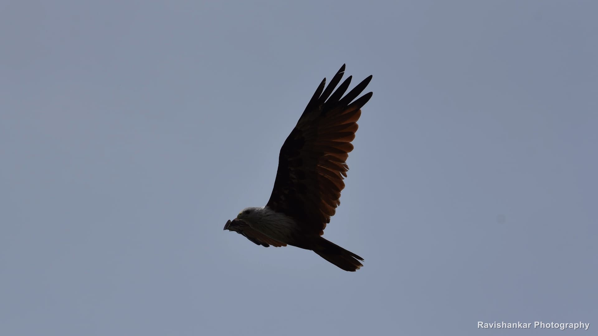 Black Kite, in flight against a stormy sky — Hesaraghatta Lake, Bengaluru, Karnataka, Aug 2017