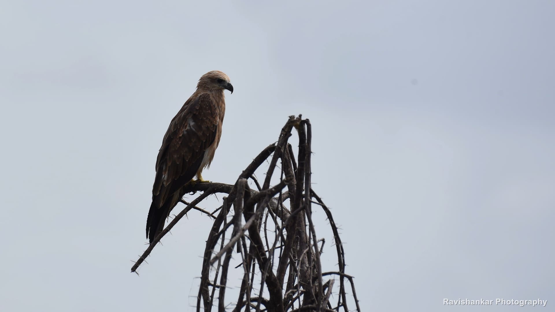 Black Kite, perched on a dead tree under a heavy sky — Hesaraghatta Lake, Bengaluru, Karnataka, Aug 2017