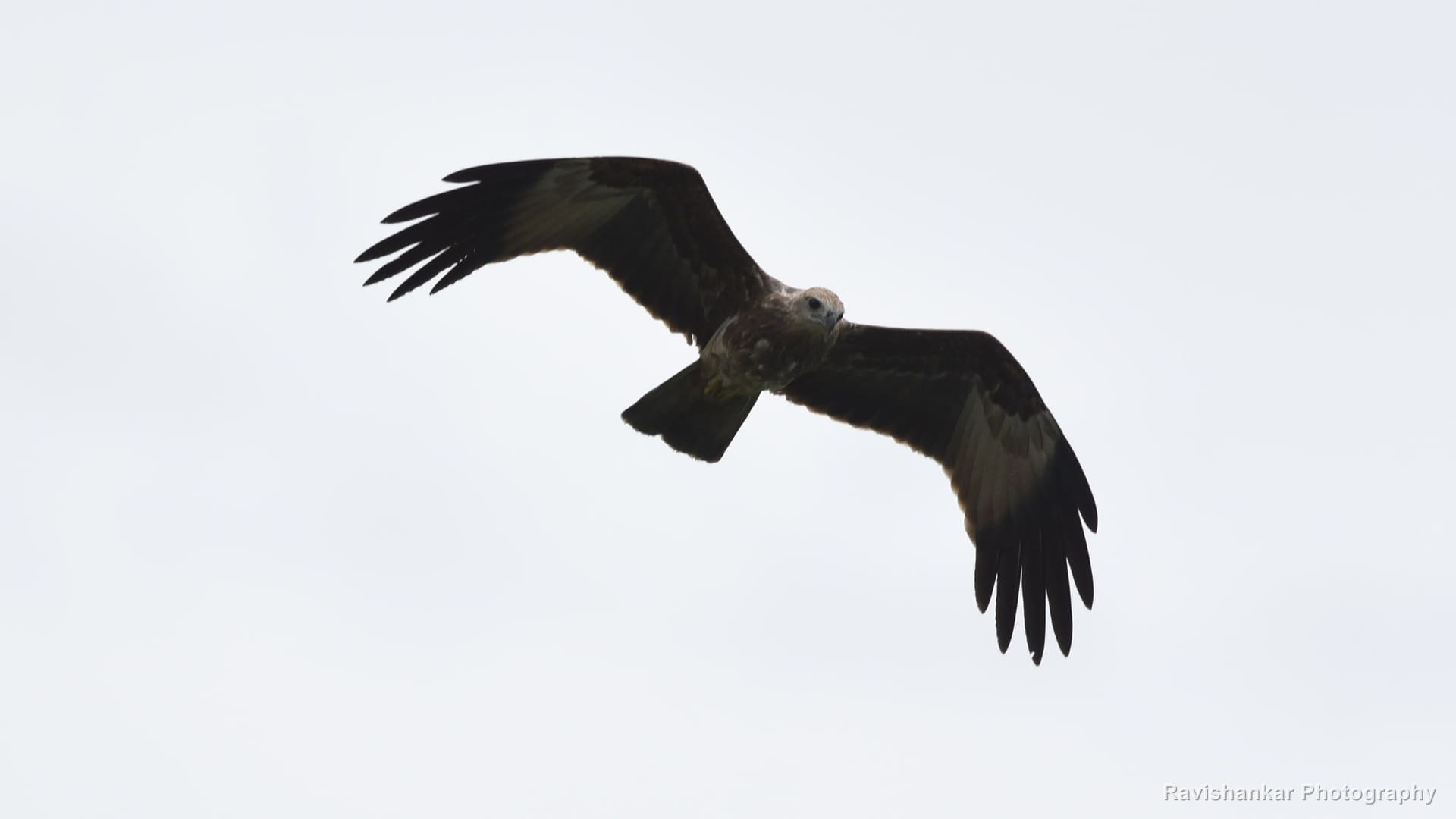 Black Kite, in flight against a bright sky — T G Halli Reservoir, Karnataka, Aug 2016