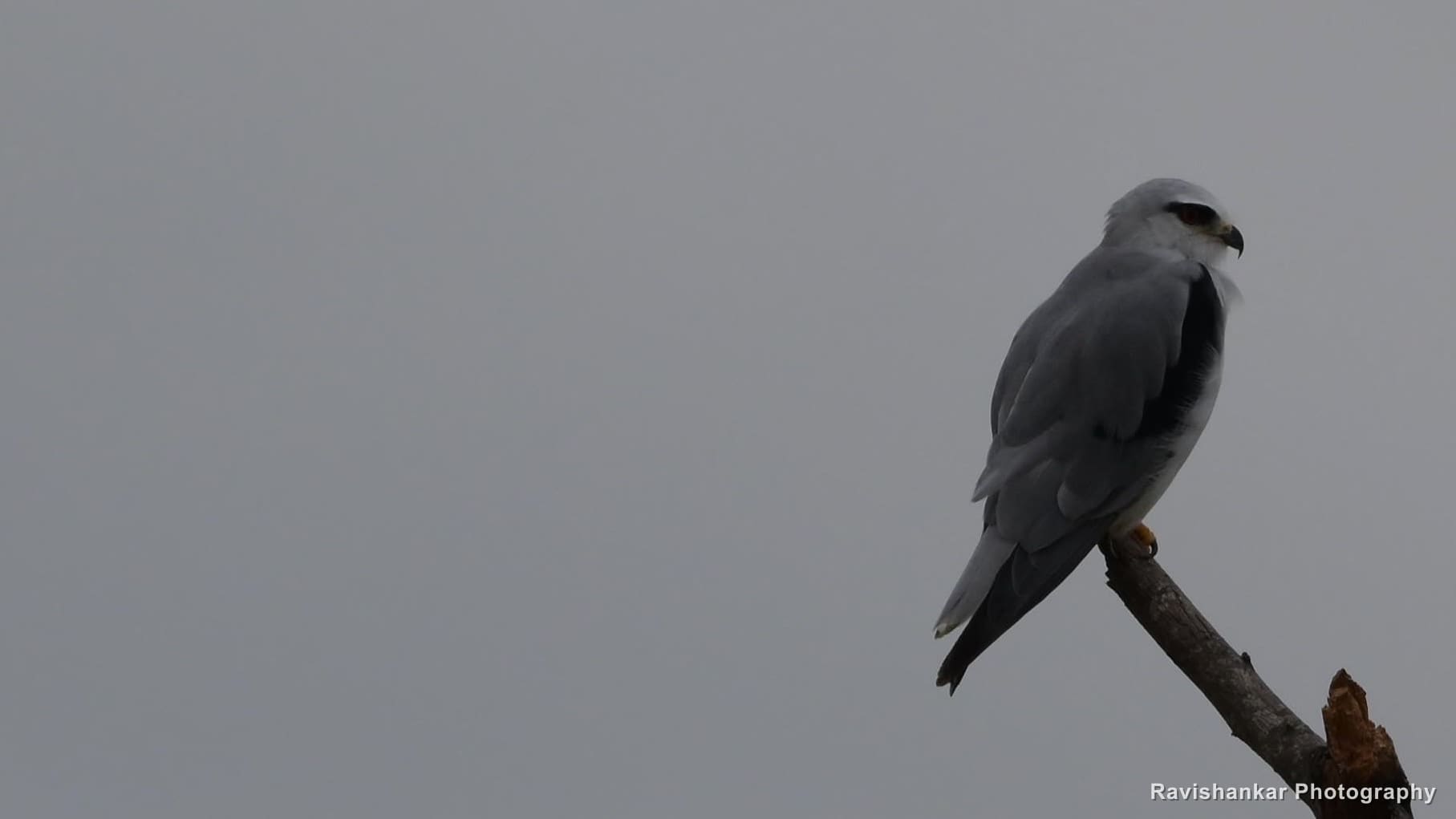 Black-winged Kite, perched on a bare twig against a stormy sky — Hoskote Lake, Bengaluru, Karnataka (place to confirm), Aug 2026