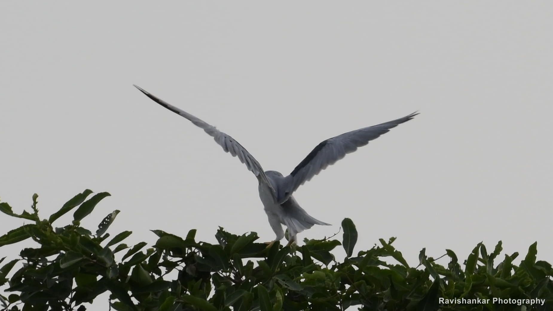 Black-winged Kite, hovering above a treetop — Hoskote Lake, Bengaluru, Karnataka (place to confirm), Jul 2026