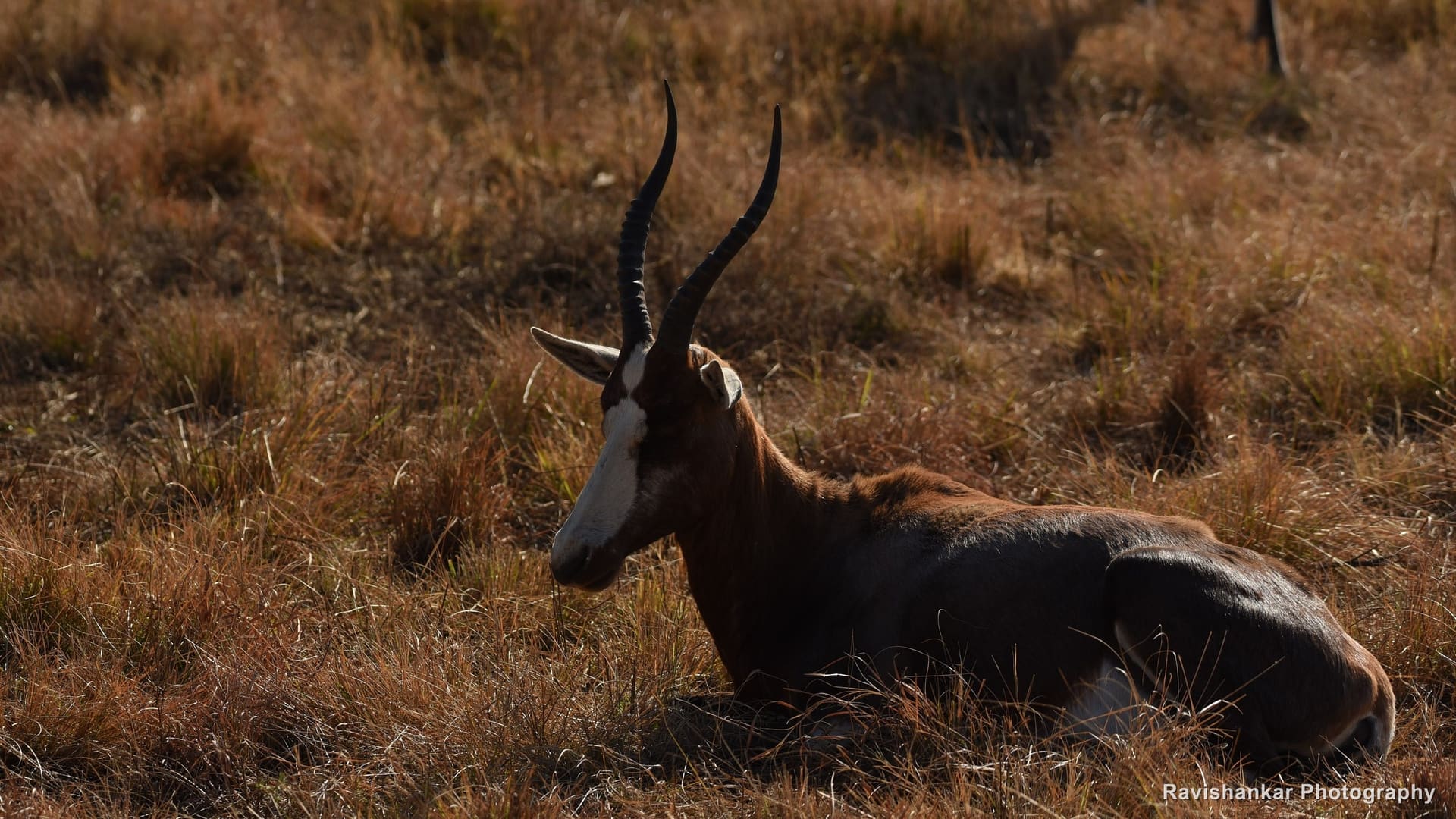 Blesbok, resting in the grass, ringed horns — Lion Park, Gauteng, South Africa, Jun 2017