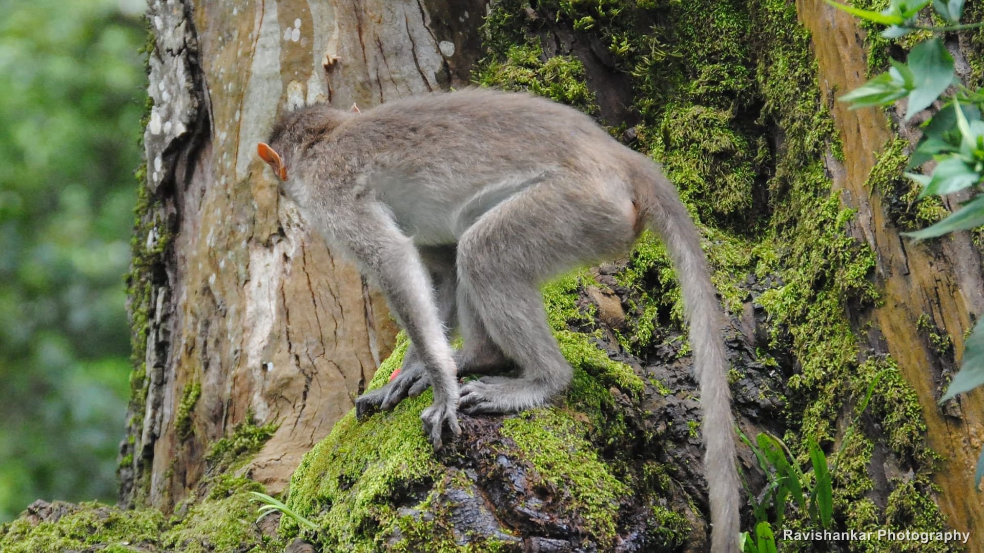 Bonnet Macaque, sitting on a mossy tree trunk — Nandi Hills, Karnataka, Jul 2015