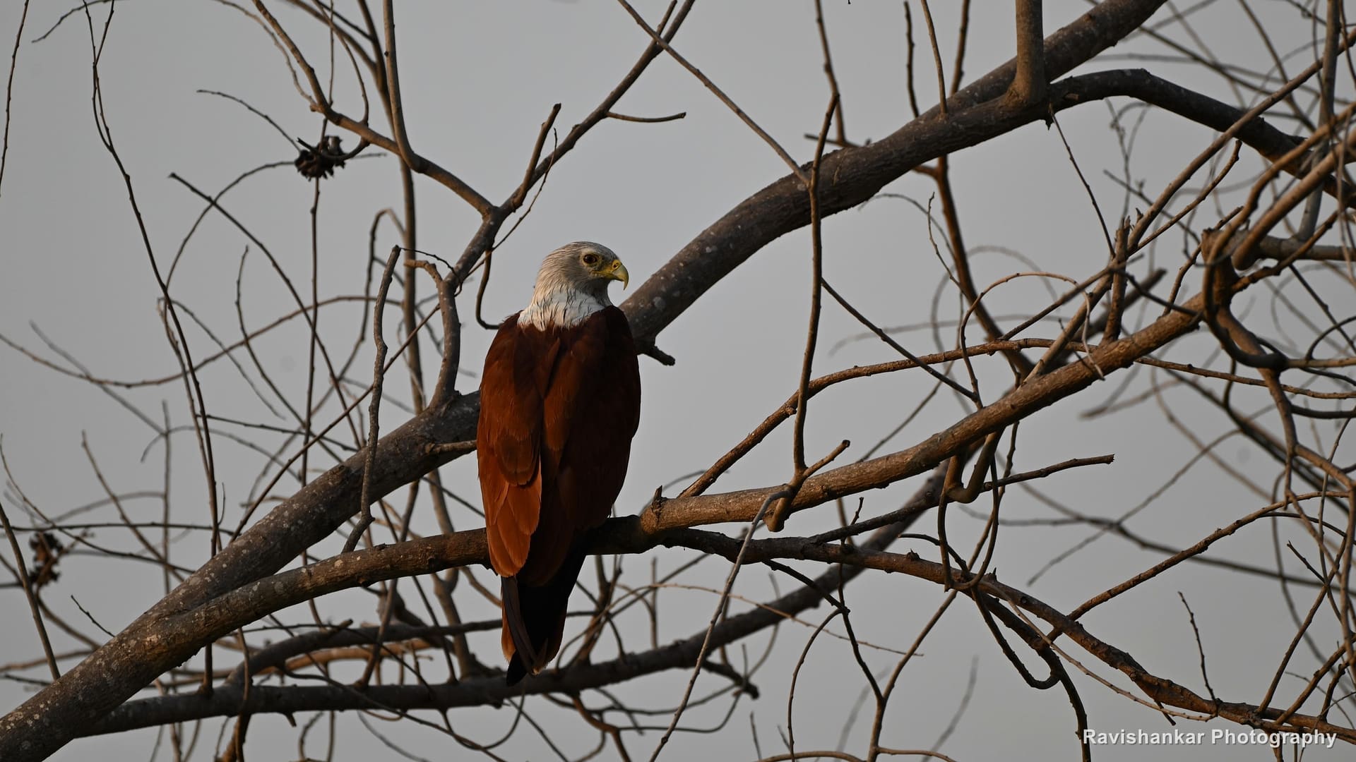 Brahminy Kite, perched on a bare branch — Lake near Bengaluru, Karnataka (place to confirm), Apr 2026