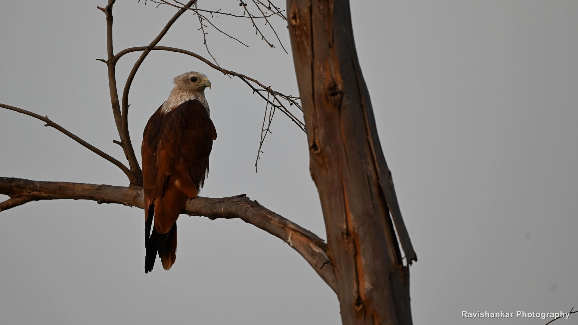 Brahminy Kite, perched beside a dead trunk — Lake near Bengaluru, Karnataka (place to confirm), Apr 2026