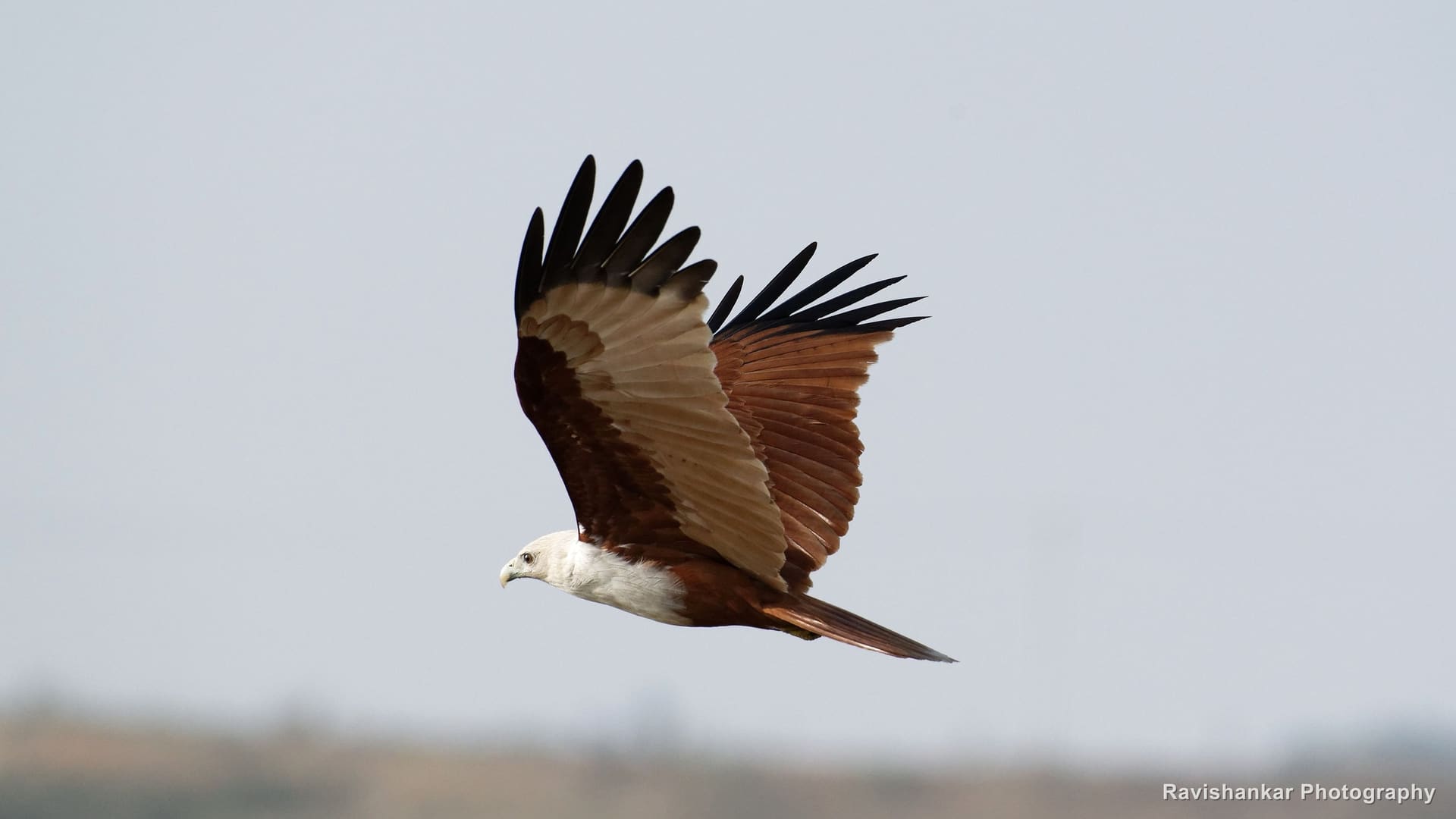 Brahminy Kite, in flight, wings raised — Kabini, Karnataka, Feb 2018