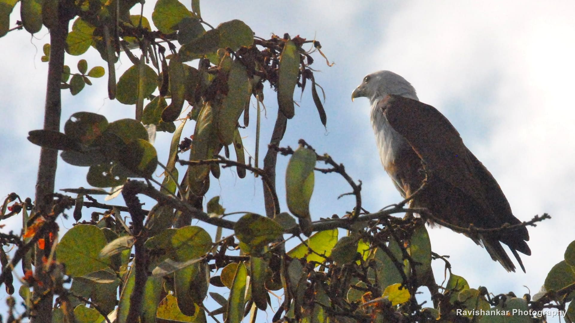 Brahminy Kite, perched, on the return from Ooty — Road from Ooty to Mysore, Karnataka, Feb 2014