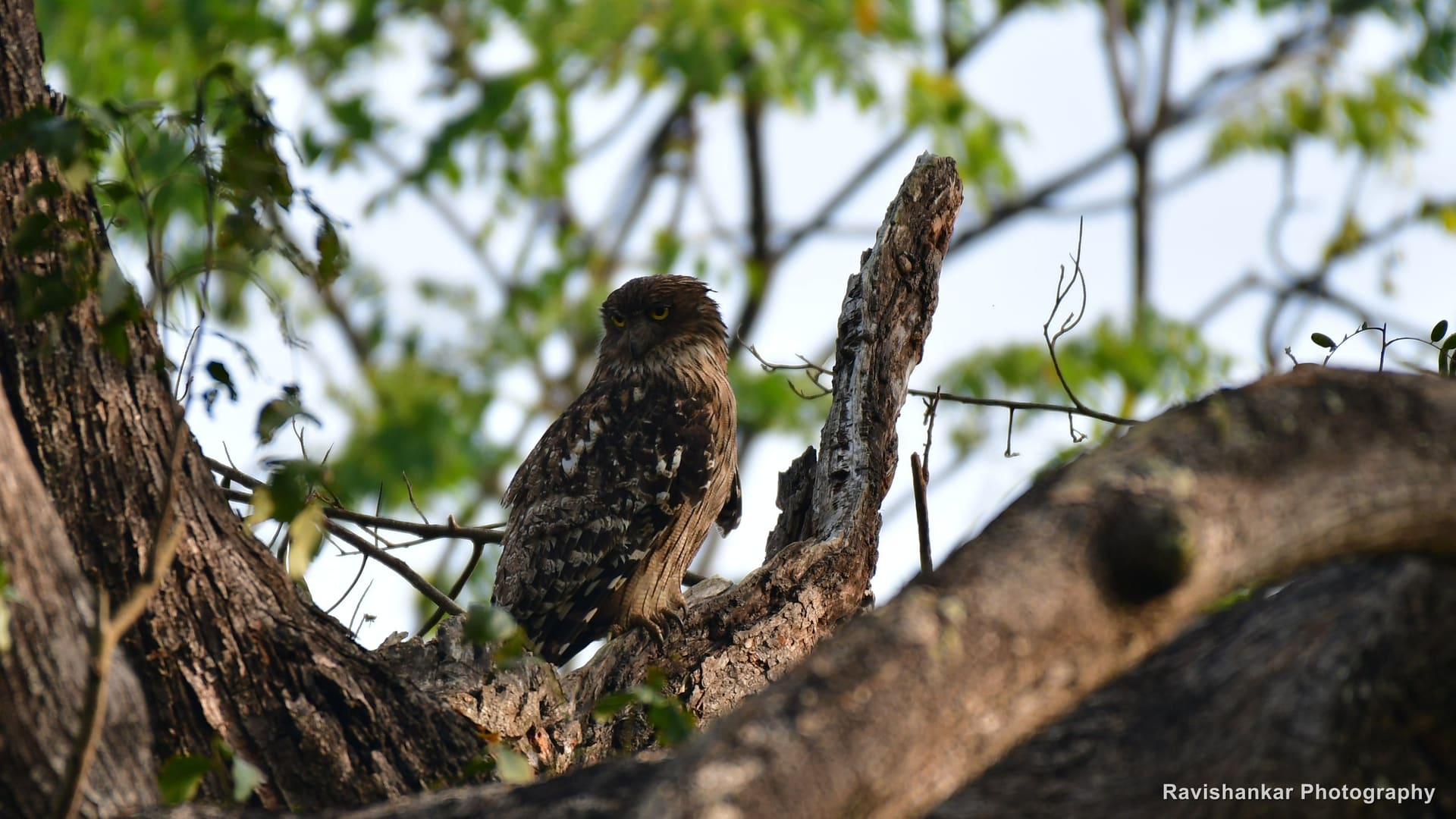 Brown Fish Owl, roosting in a tree fork — Bhadra Tiger Reserve, Karnataka, Jan 2020