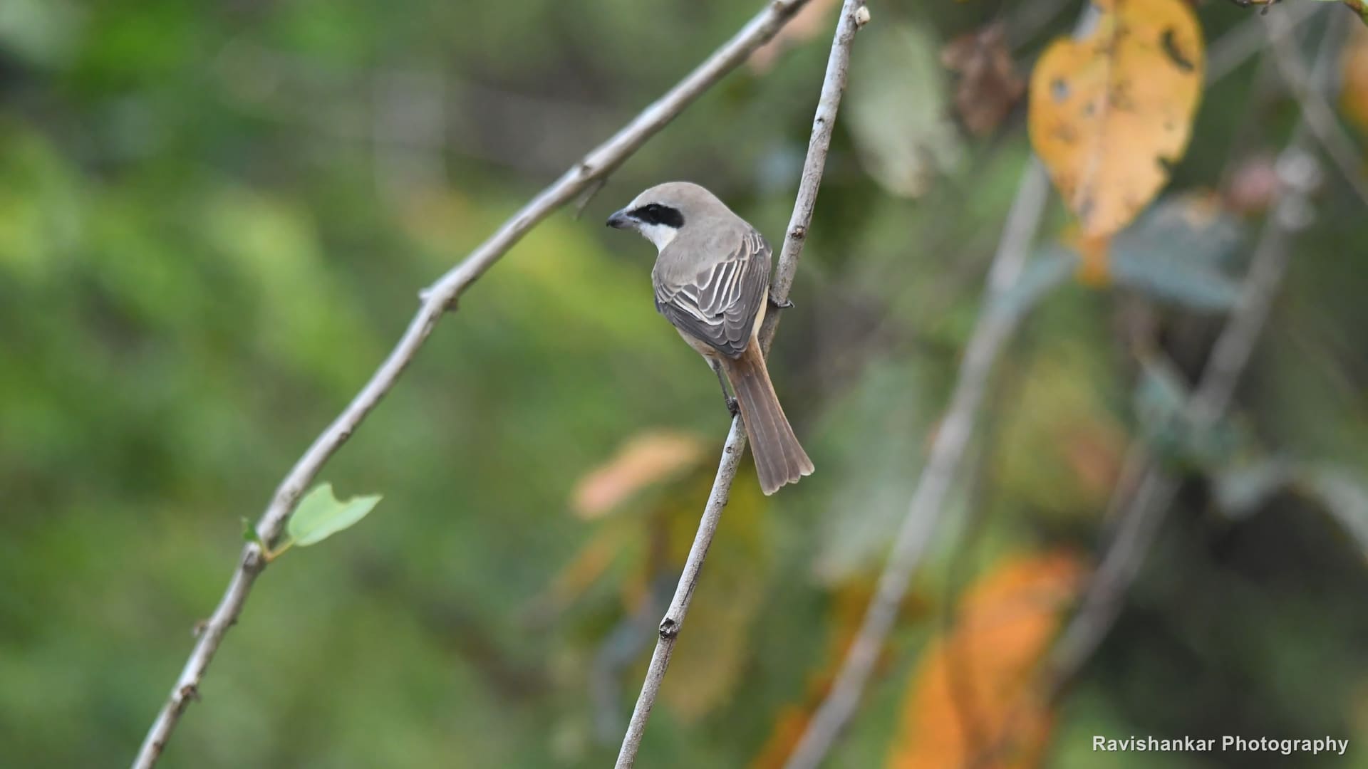 Brown Shrike, on a thin twig, autumn leaves behind — Thattekadu Bird Sanctuary, Kerala, Dec 2018