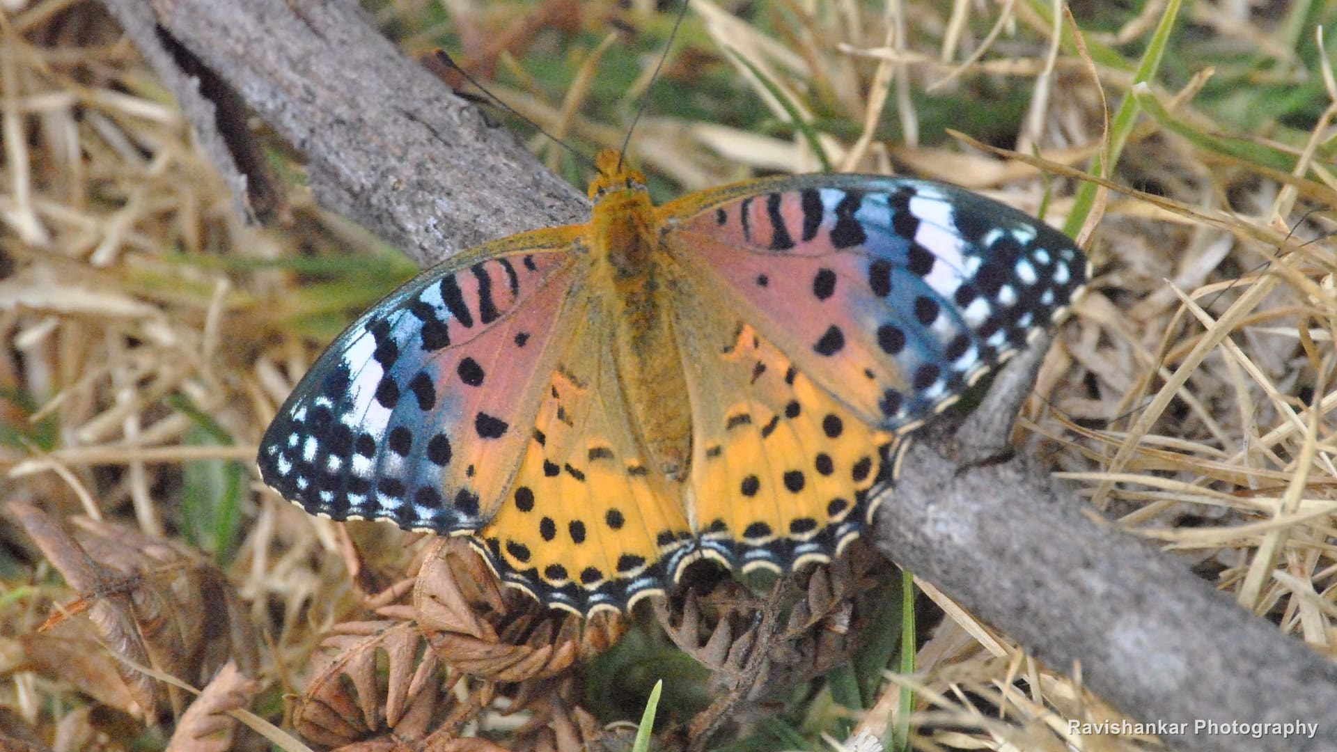 Butterfly, possibly Indian Fritillary — Ooty, Tamil Nadu, Feb 2014