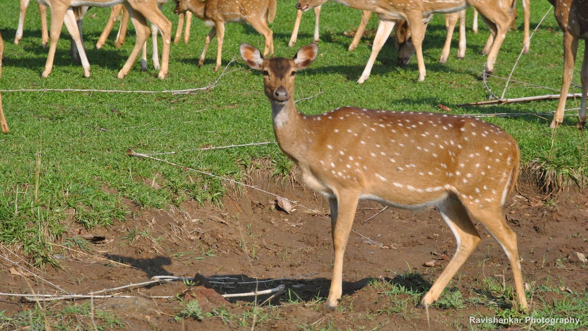 Chital, hind in the meadow — Bandipur / Masinagudi forest, Karnataka and Tamil Nadu, May 2014