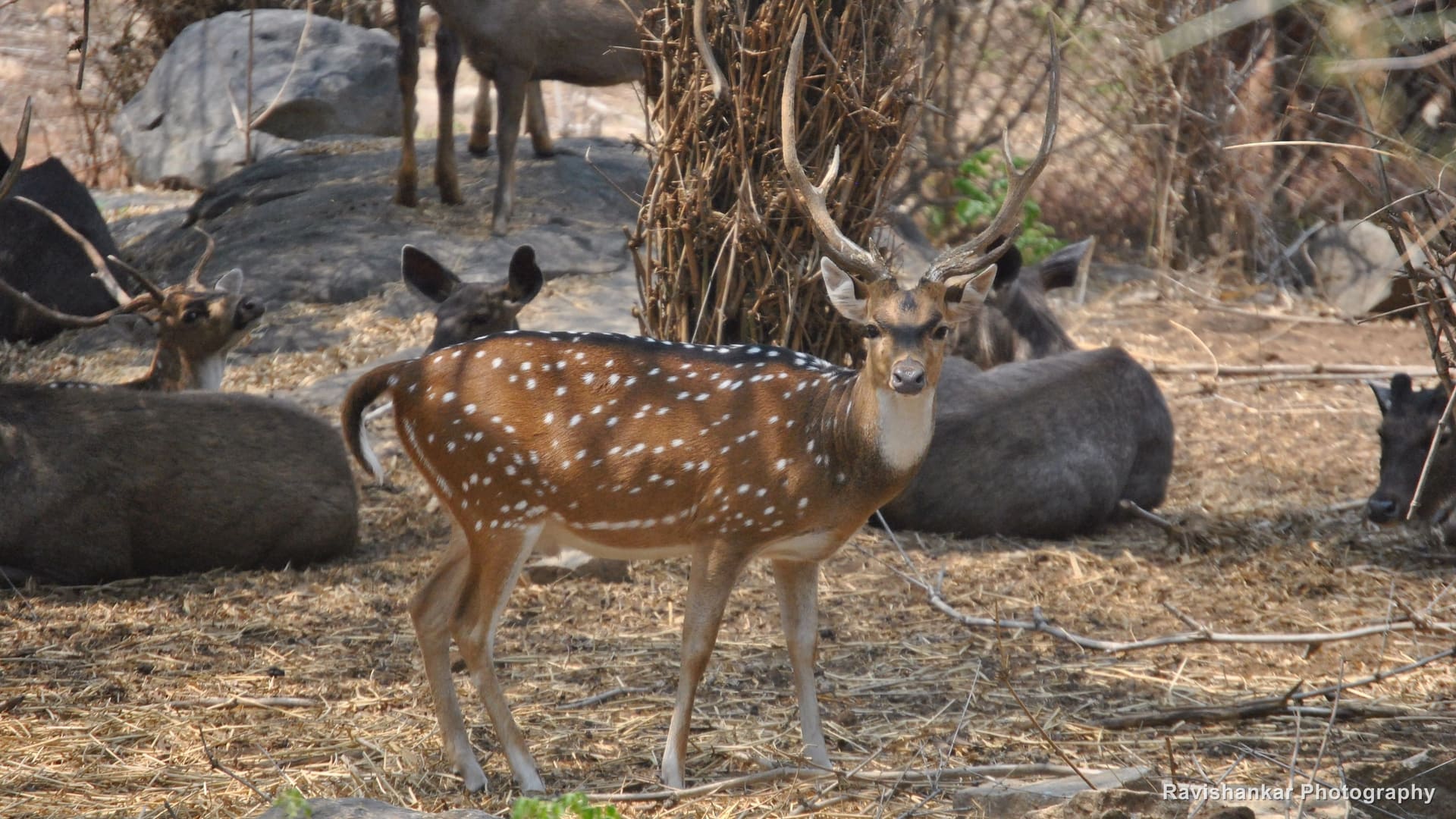 Chital, stag — Bannerghatta Biological Park, Bengaluru, Karnataka, Apr 2014