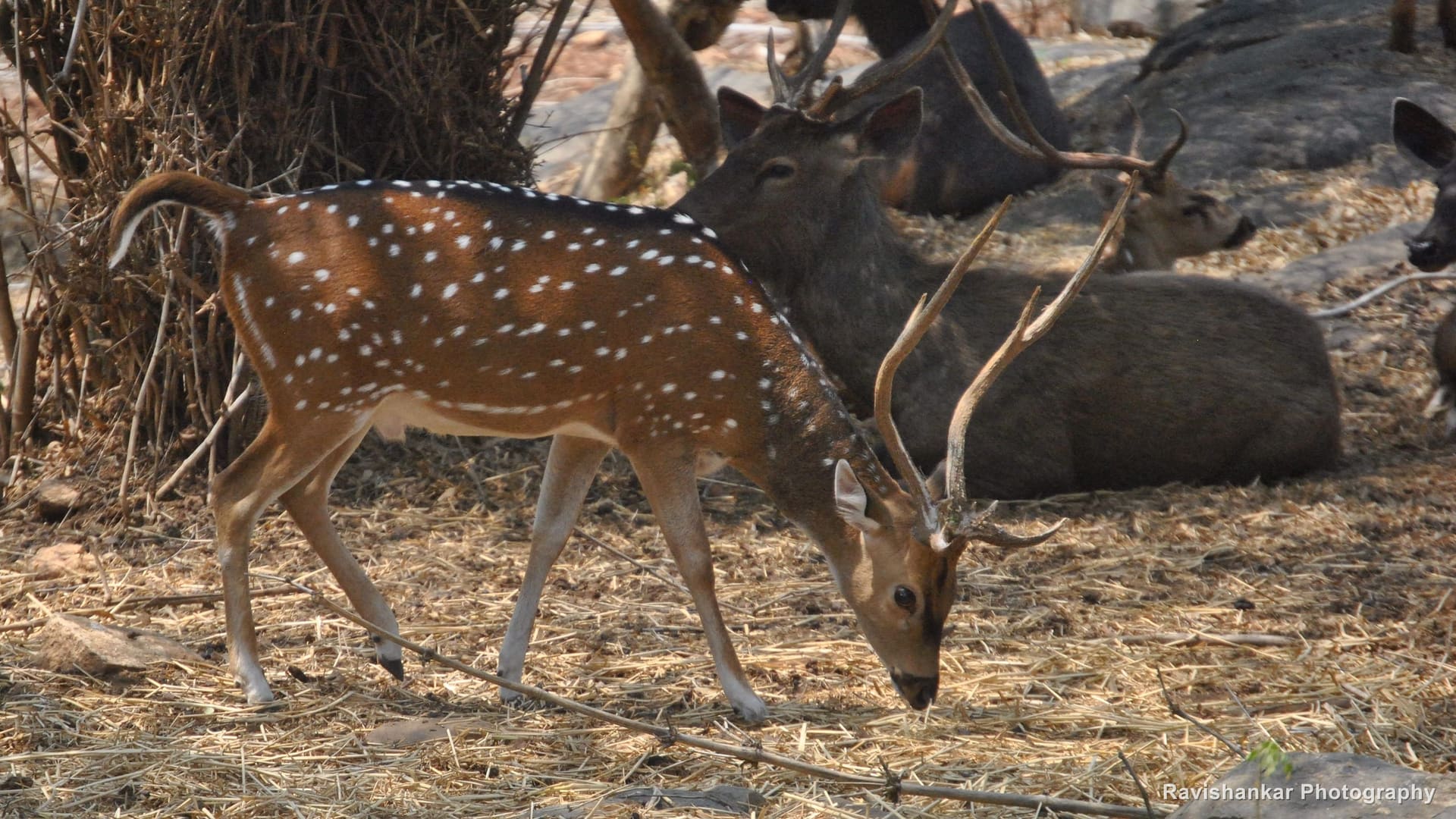 Chital, stag walking among the herd — Bannerghatta Biological Park, Bengaluru, Karnataka, Apr 2014