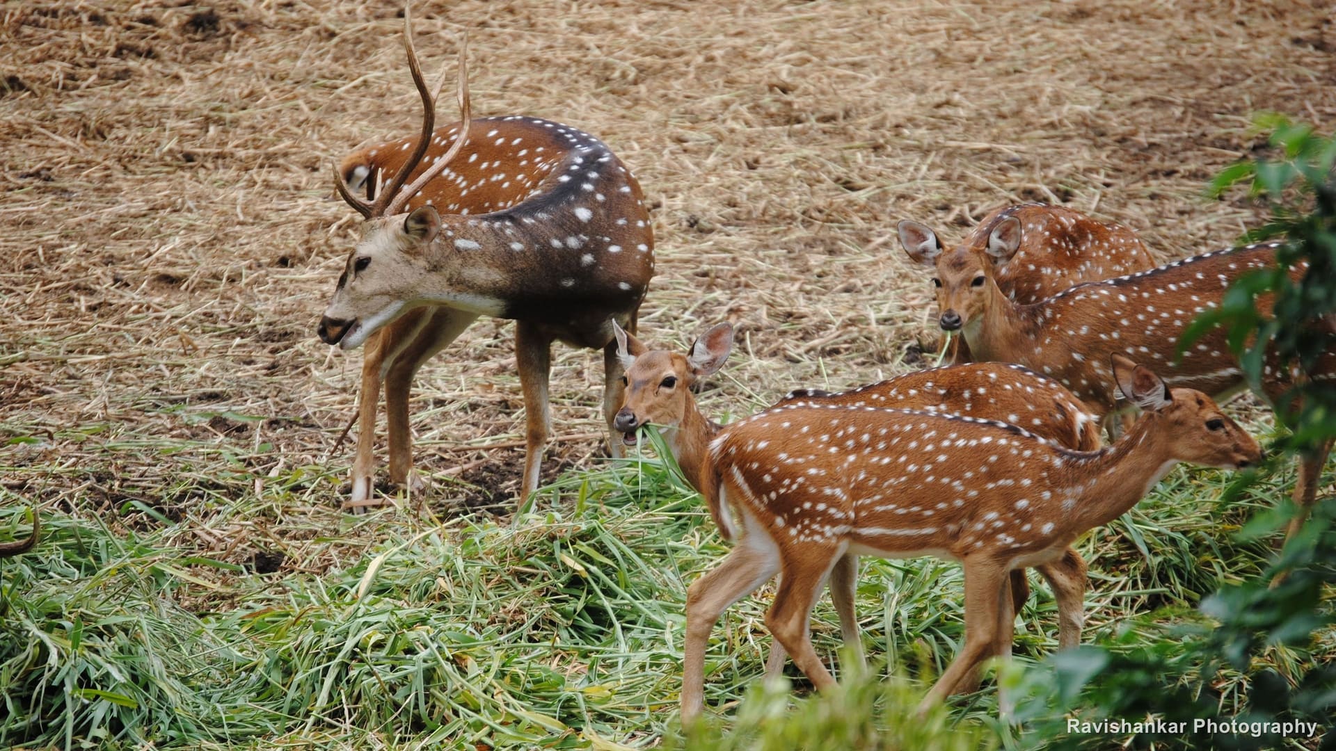 Chital, herd feeding on fresh grass — Bannerghatta Biological Park, Bengaluru, Karnataka, Jul 2015