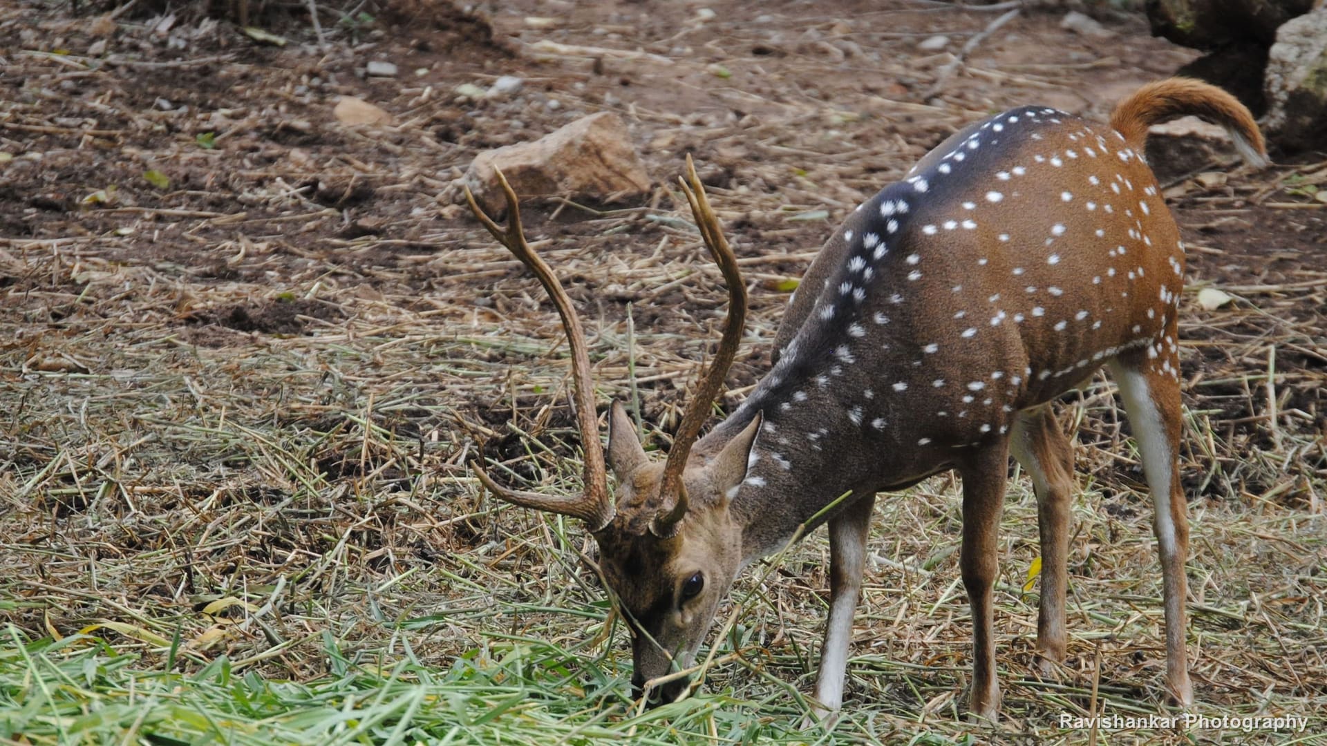 Chital, stag grazing — Bannerghatta Biological Park, Bengaluru, Karnataka, Jul 2015