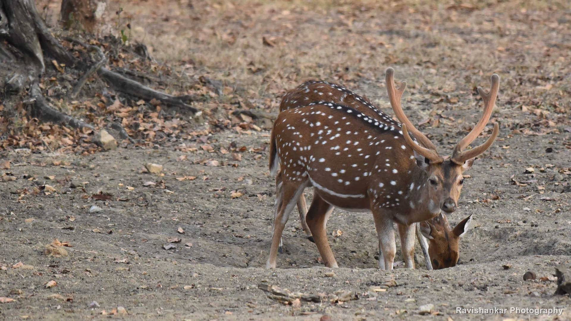 Chital, stag grazing on a dusty clearing — Kabini, Karnataka, Jan 2016