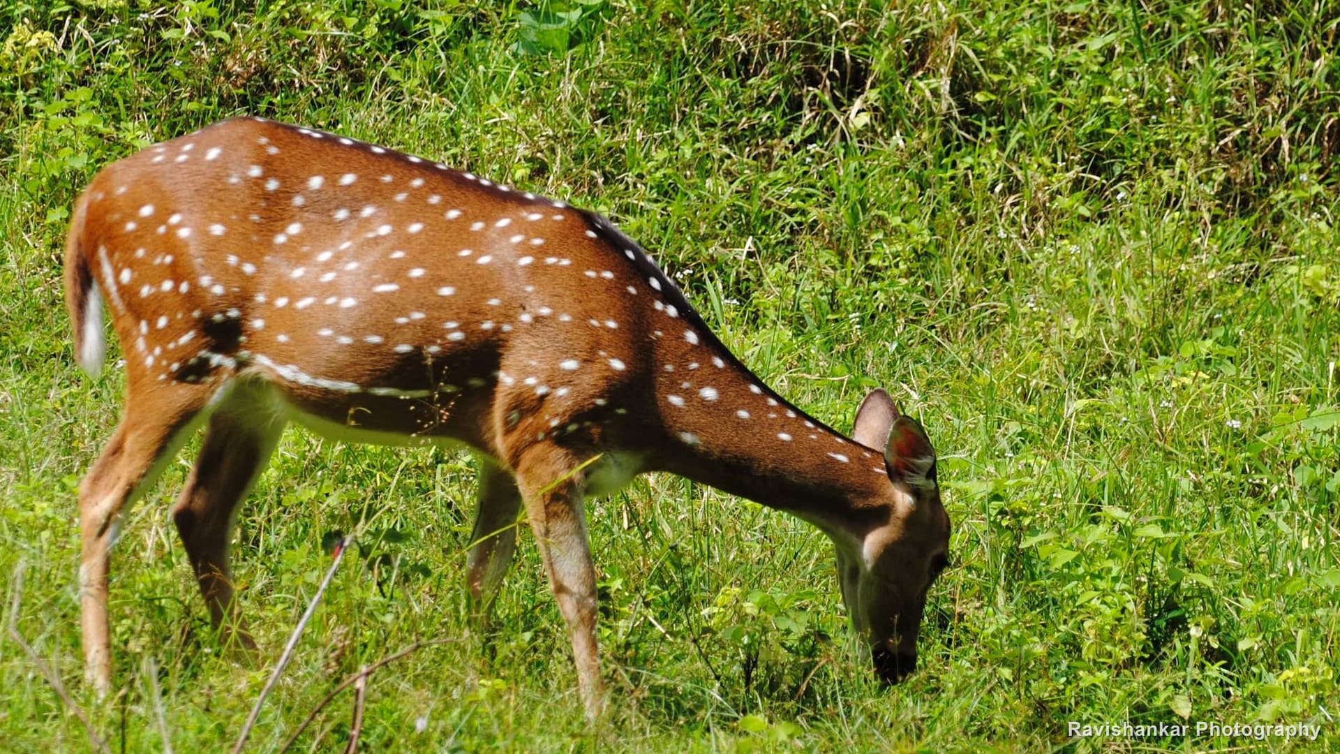 Chital, doe grazing on bright green grass — Parambikulam Tiger Reserve, Kerala, Sep 2015