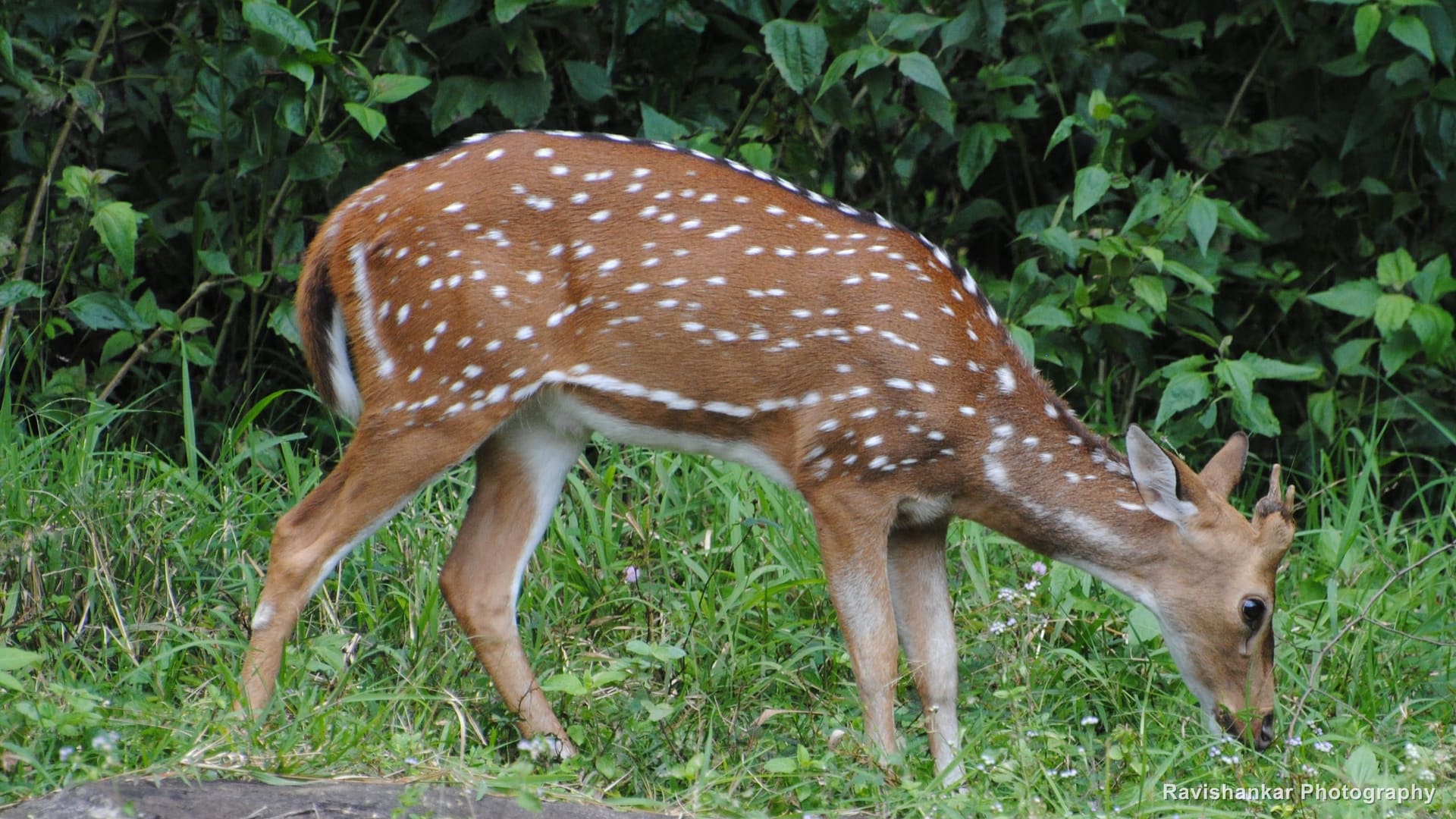 Chital, doe grazing on a green hillside — Parambikulam Tiger Reserve, Kerala, Sep 2015