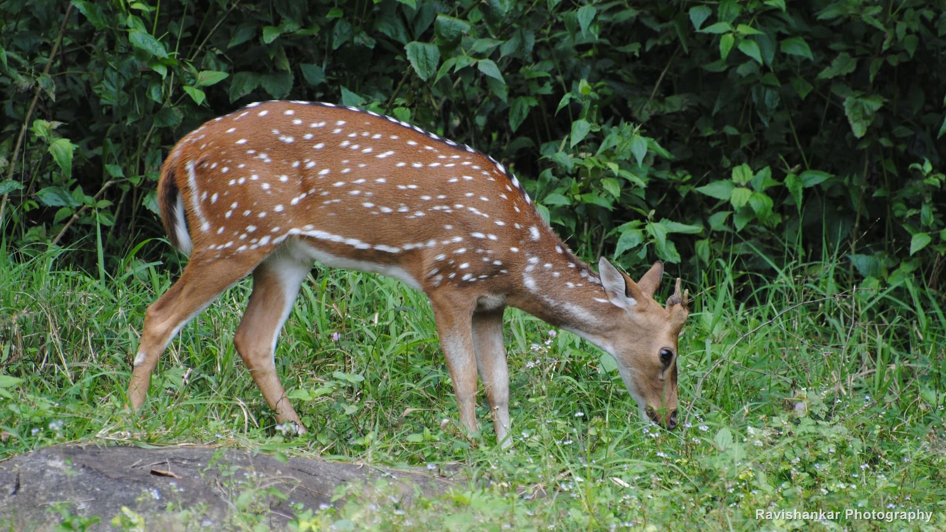 Chital, grazing — Parambikulam Tiger Reserve, Kerala, Sep 2015
