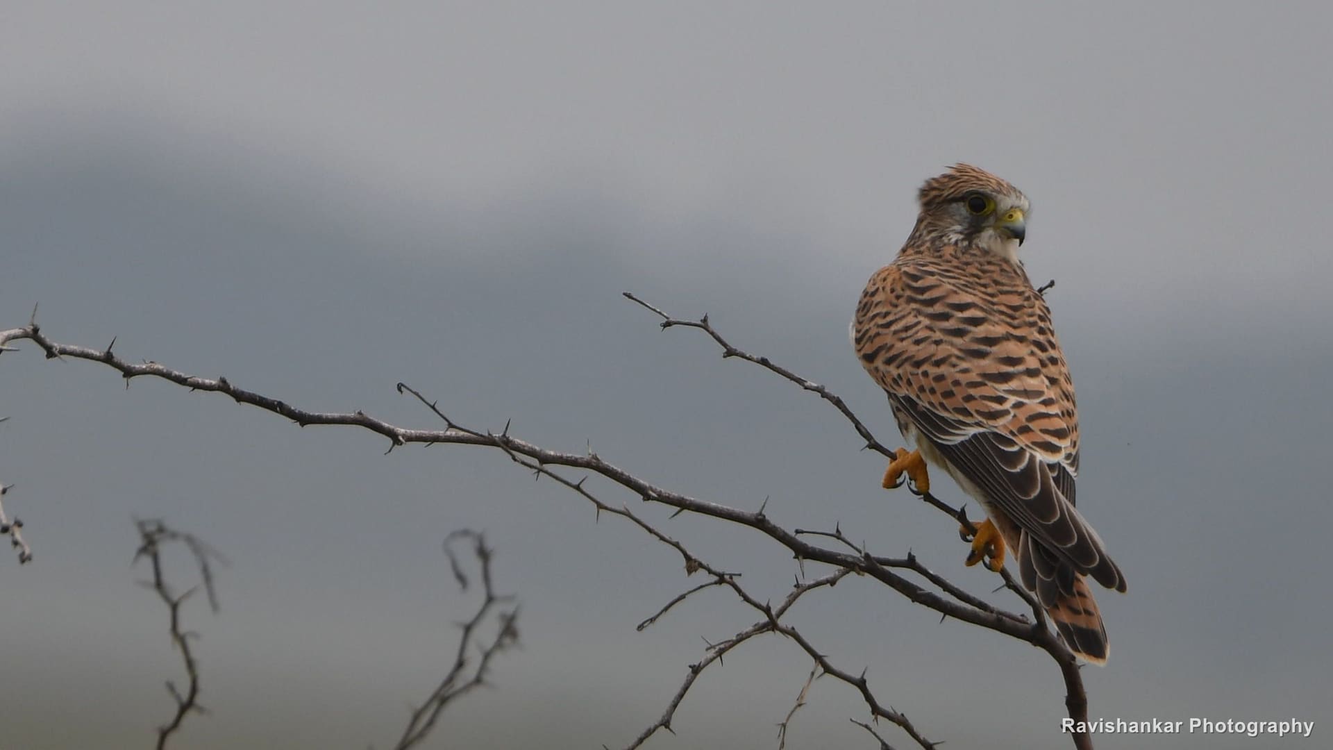 Falcons
