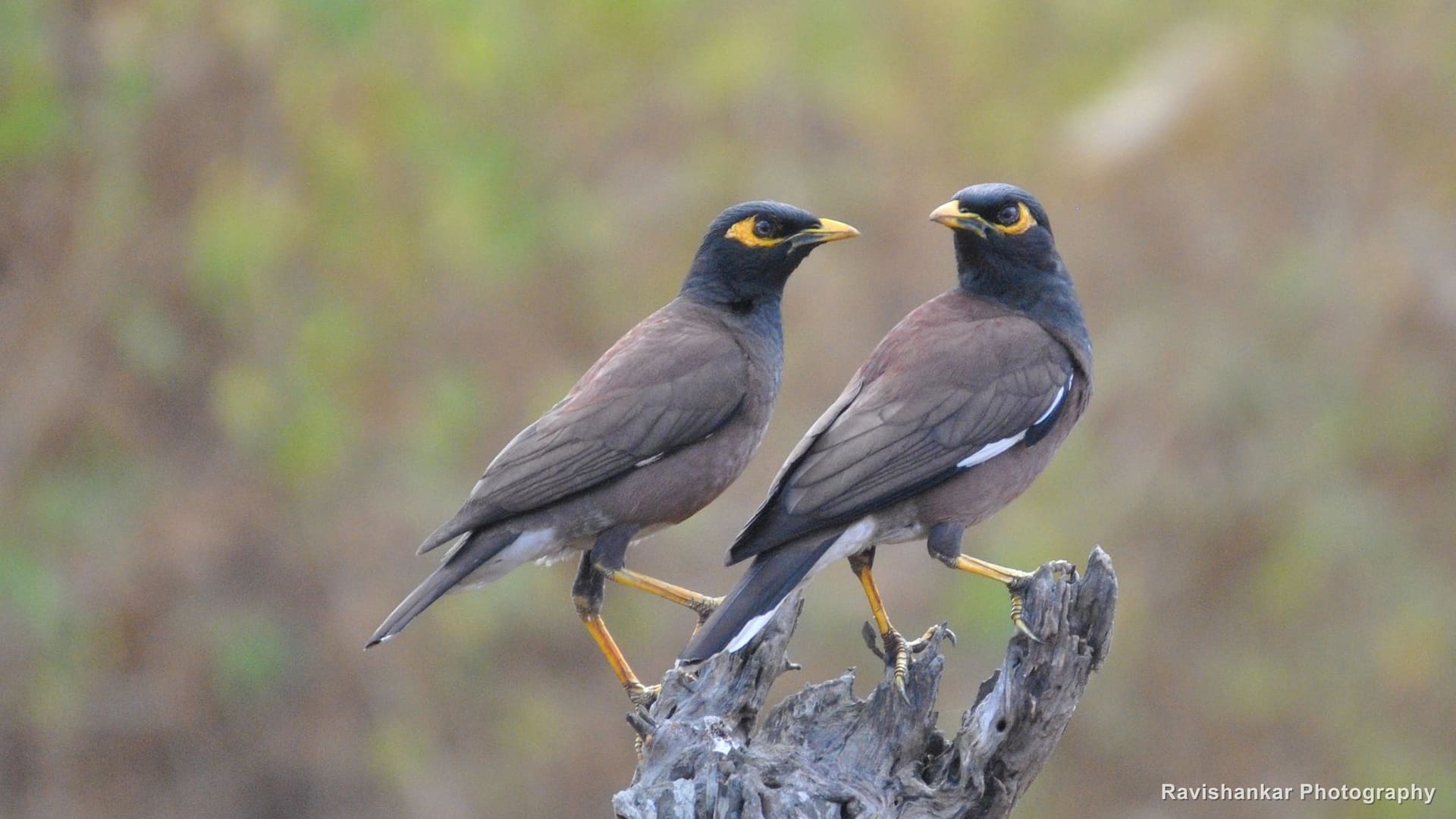 Common Myna, pair on a dead branch — Ooty, Tamil Nadu, Feb 2014