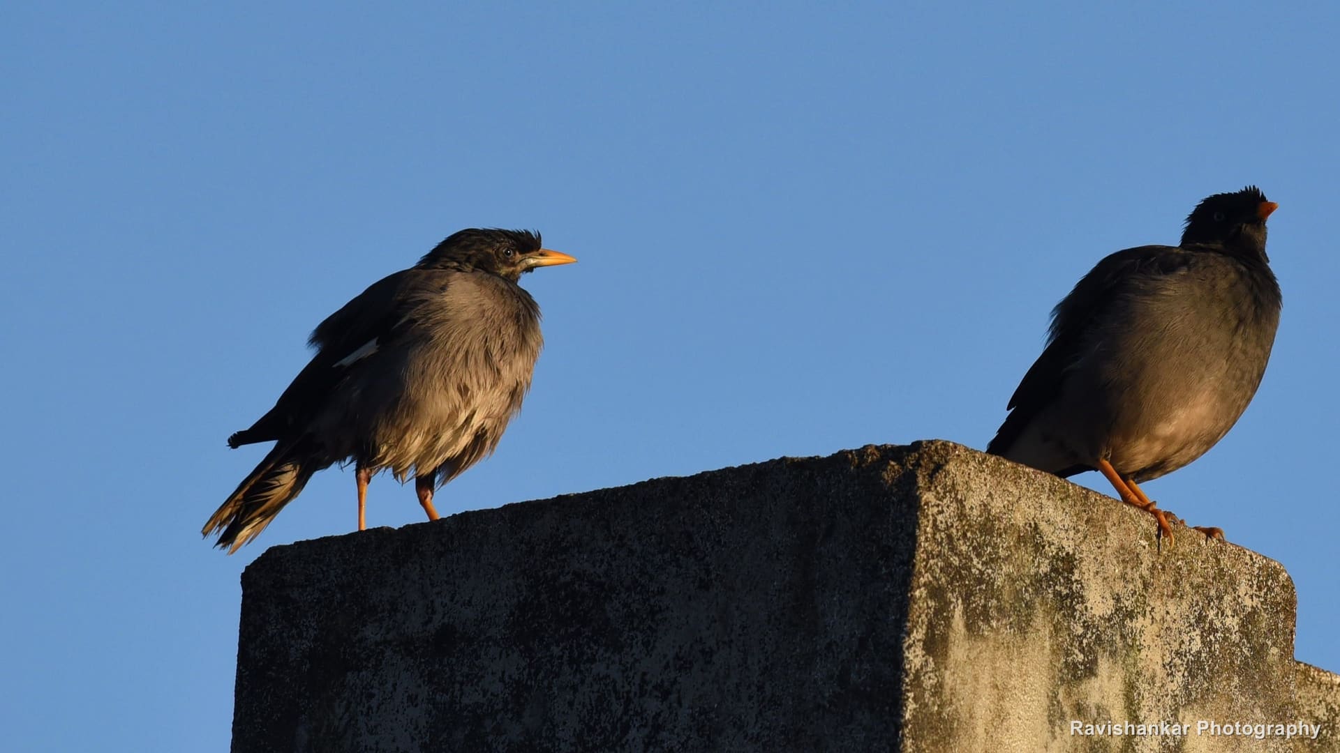 Common Myna, pair on a wall against the blue sky — Valparai, Tamil Nadu, Oct 2016