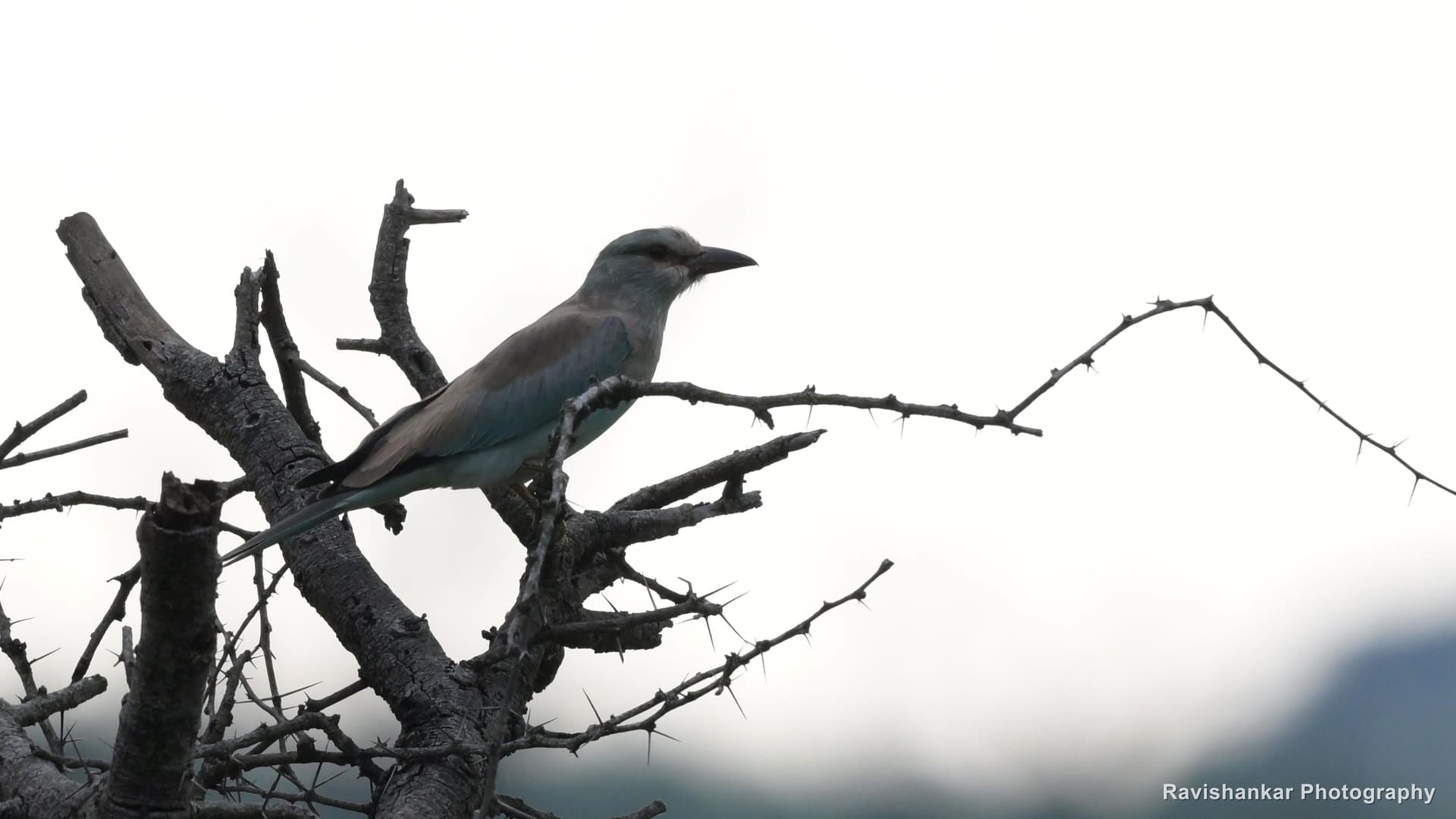 European Roller, on the top of a dead tree — Hesaraghatta Lake, Bengaluru, Karnataka, Sep 2026