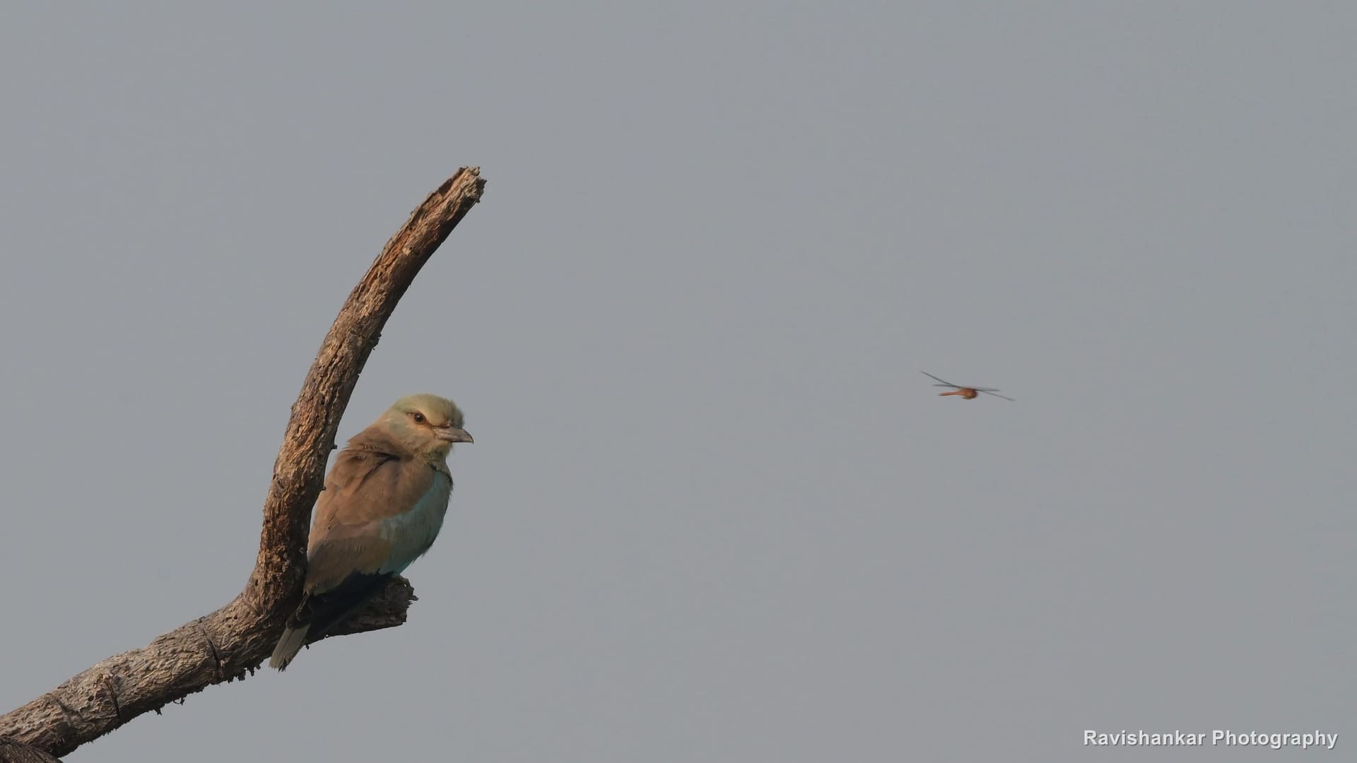 European Roller, on a bent branch — Hoskote Lake, Bengaluru, Karnataka (place to confirm), Oct 2026