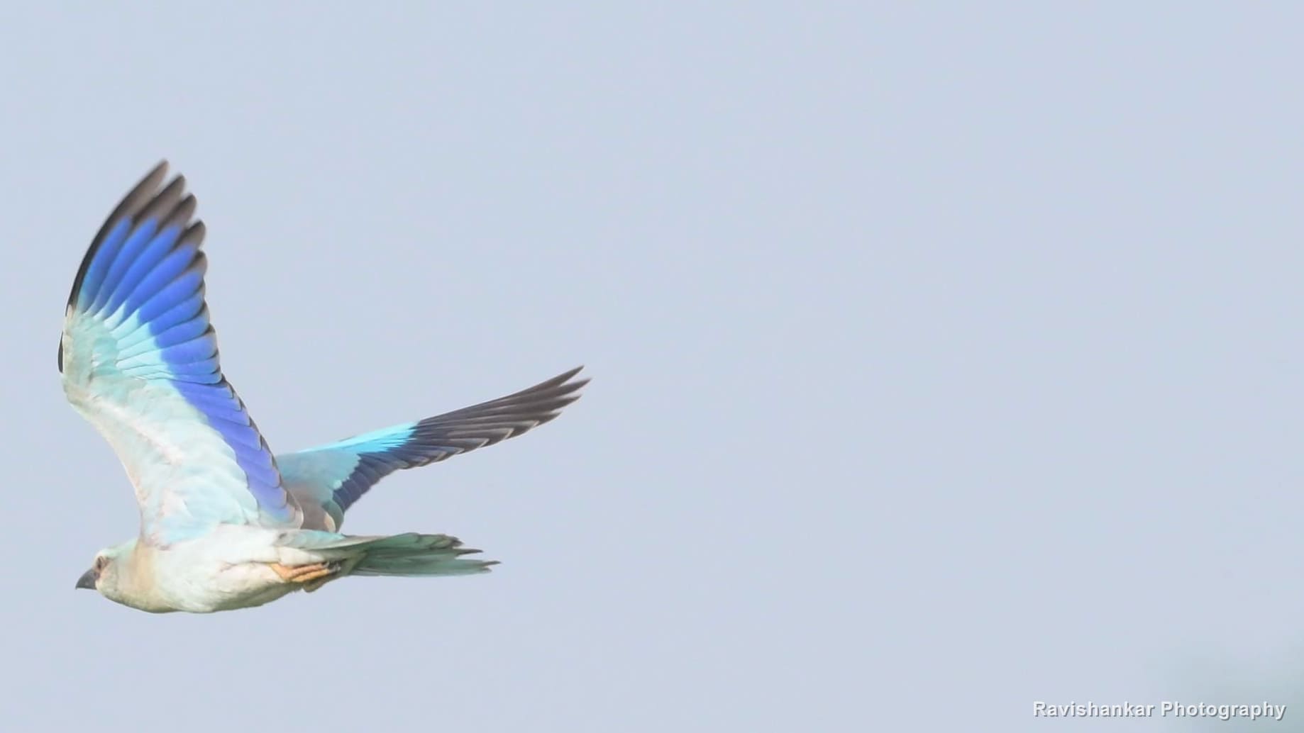 European Roller, in flight, blue wings open — Hoskote Lake, Bengaluru, Karnataka (place to confirm), Oct 2026
